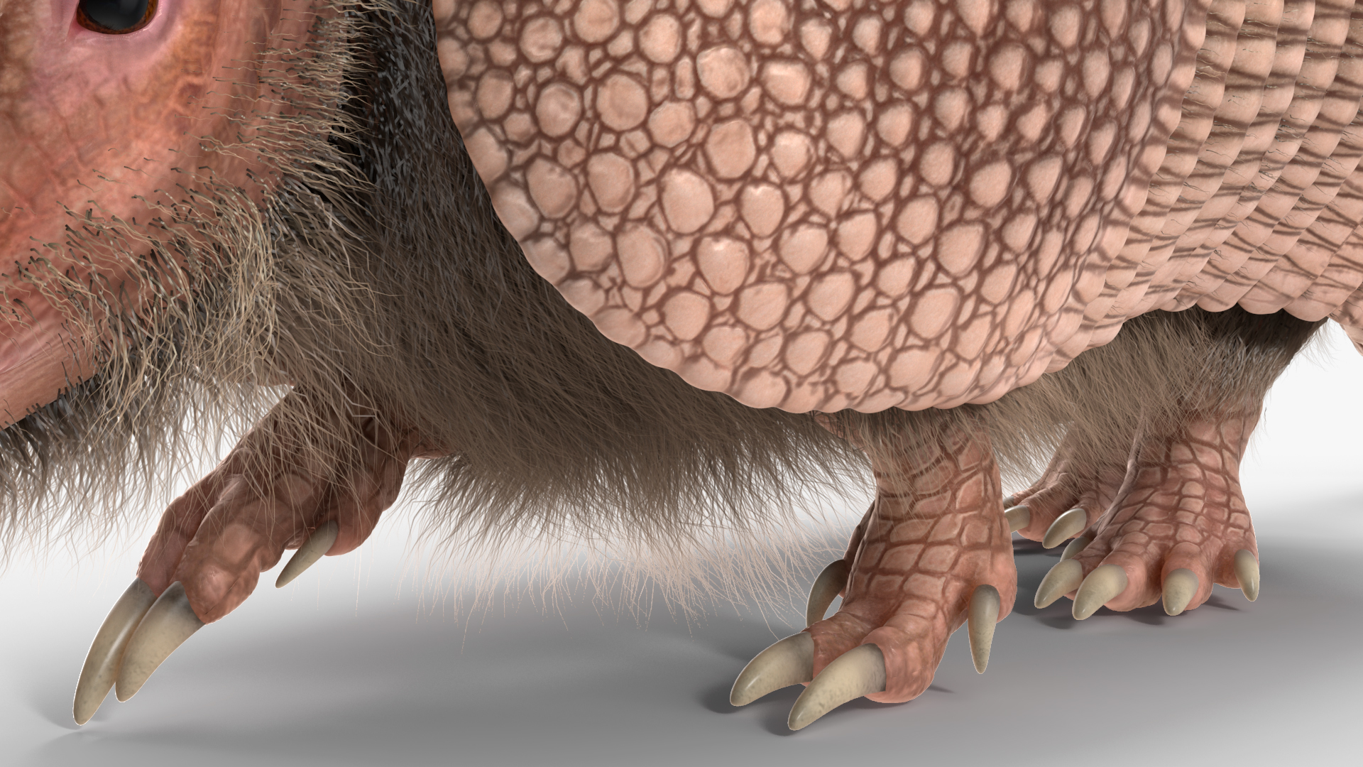 Armadillo in Walking Pose Pink Fur 3D model