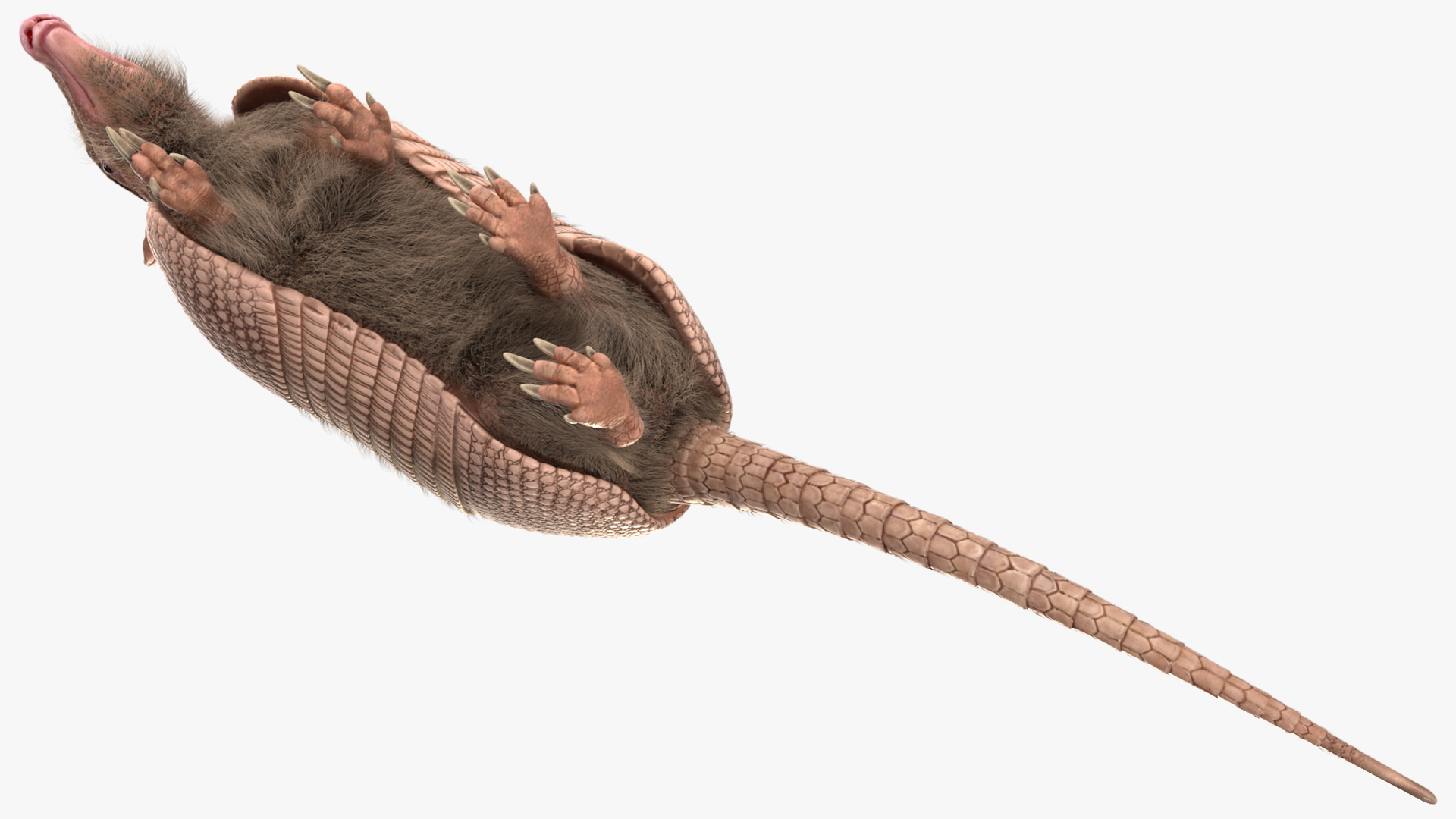 Armadillo in Walking Pose Pink Fur 3D model