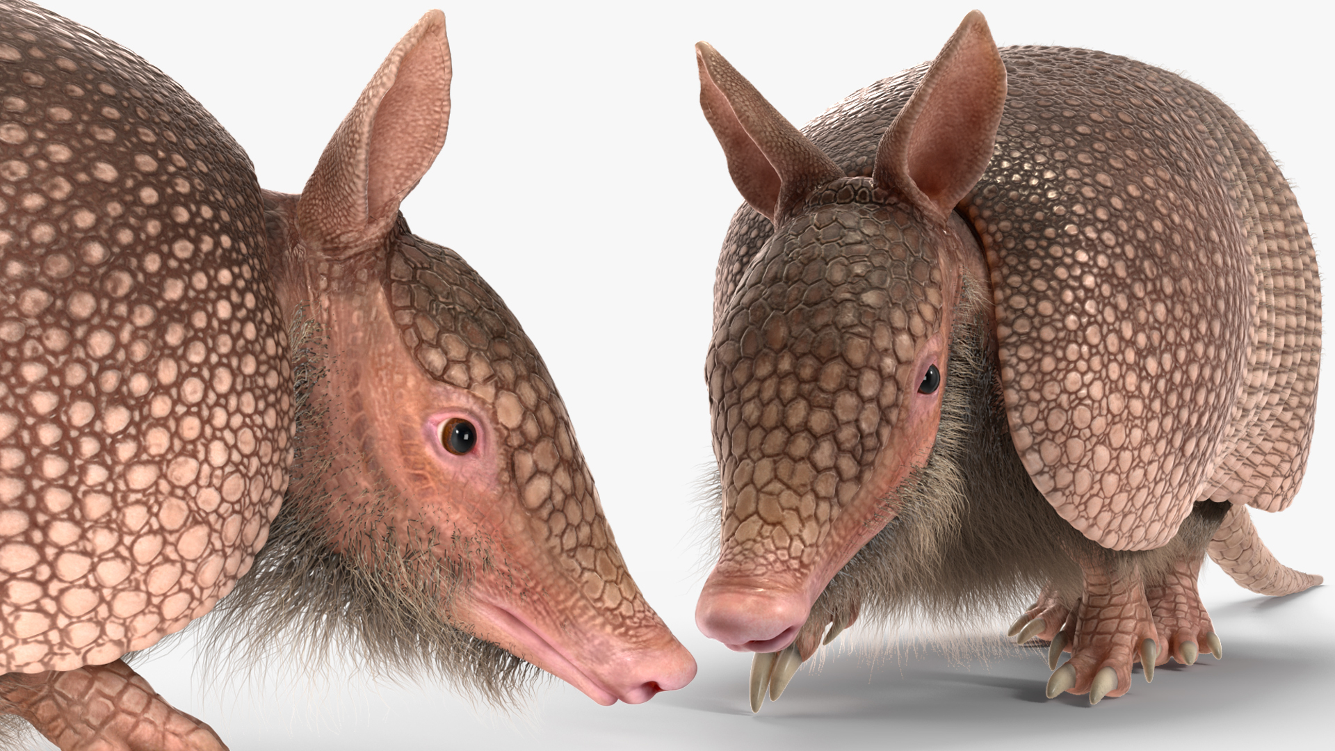 Armadillo in Walking Pose Pink Fur 3D model