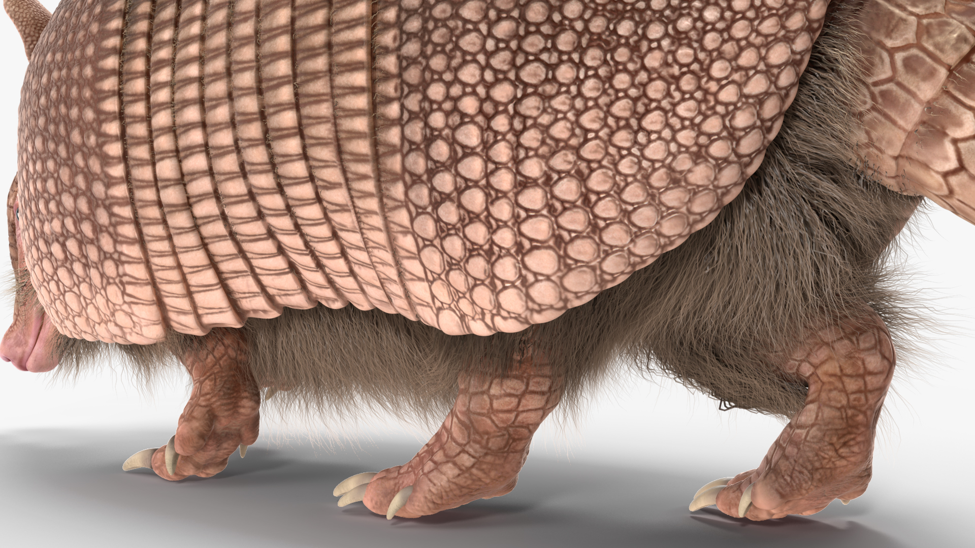 Armadillo in Walking Pose Pink Fur 3D model