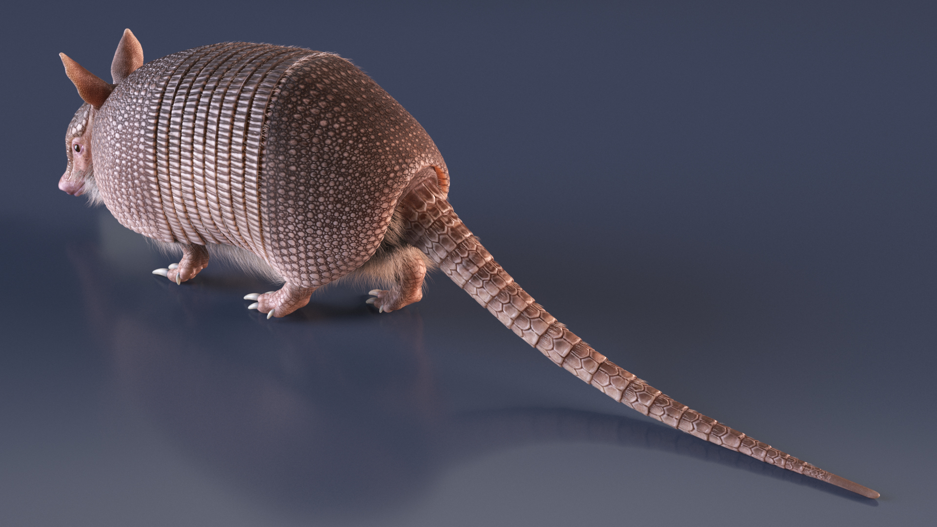 Armadillo in Walking Pose Pink Fur 3D model