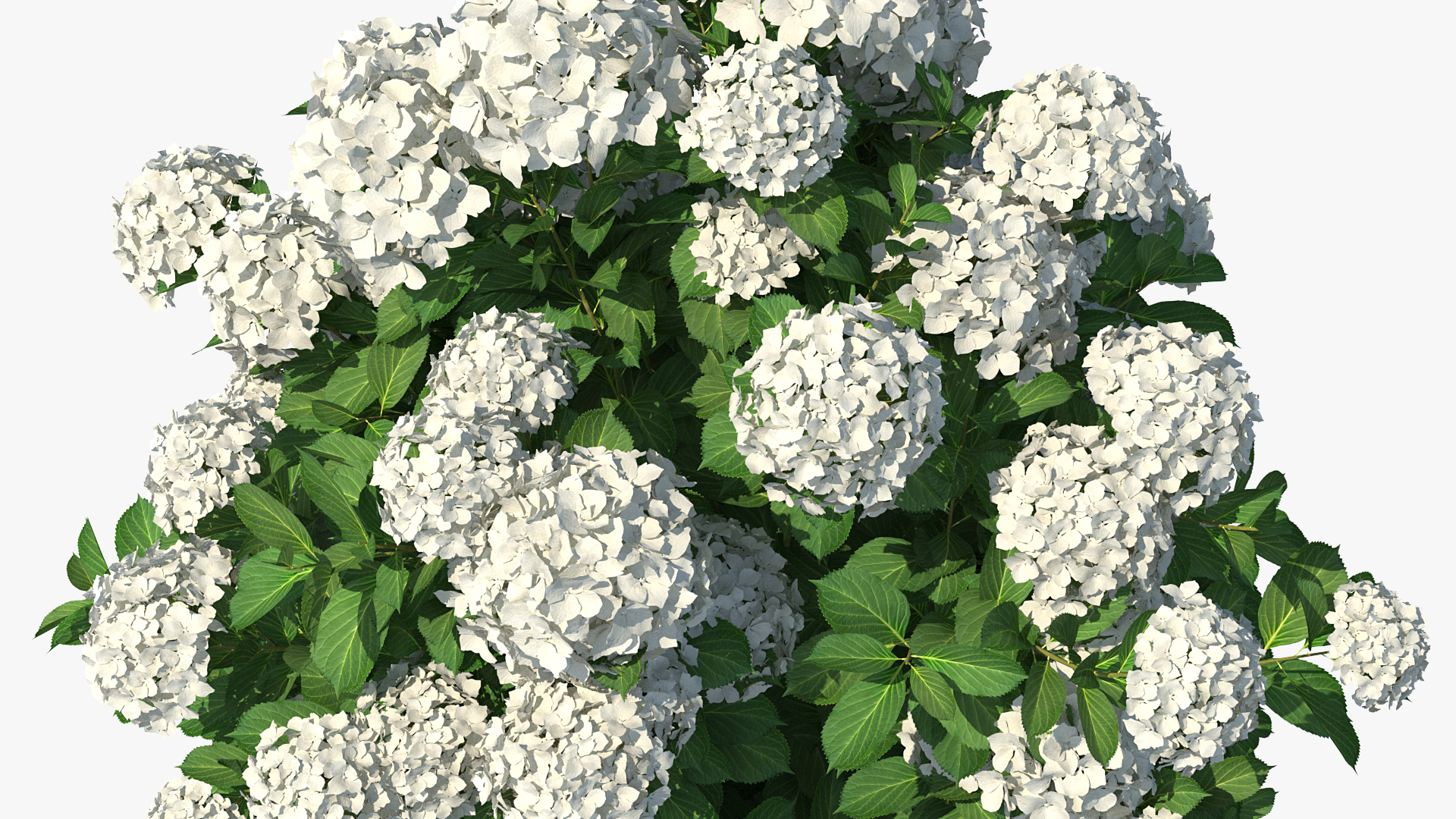 White Hydrangea Macrophylla Bush 3D