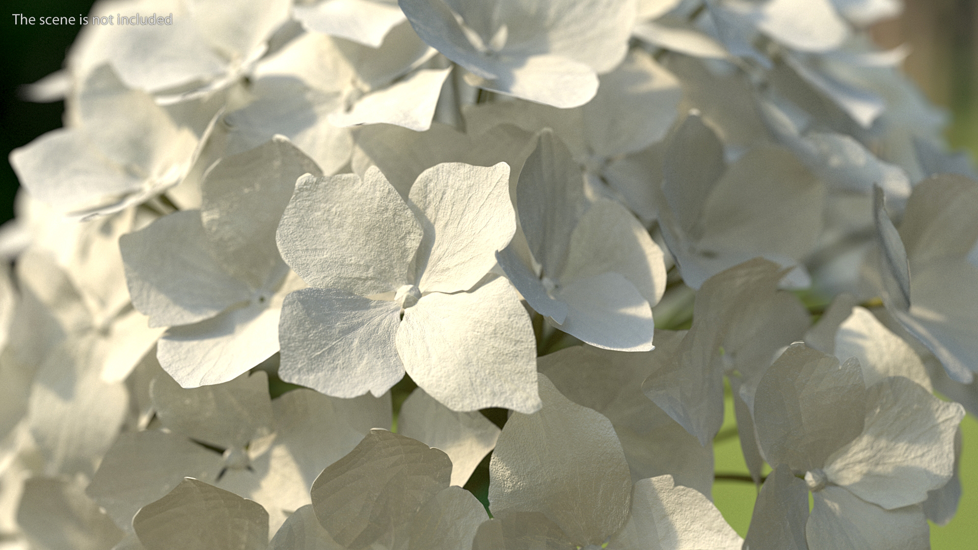 White Hydrangea Macrophylla Bush 3D