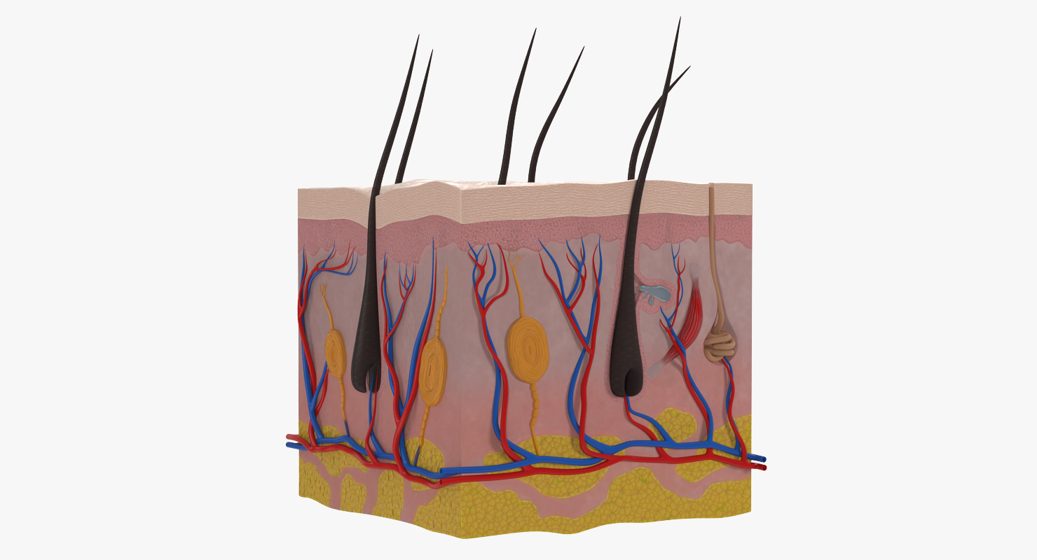 Cross Section of Human Skin 3D