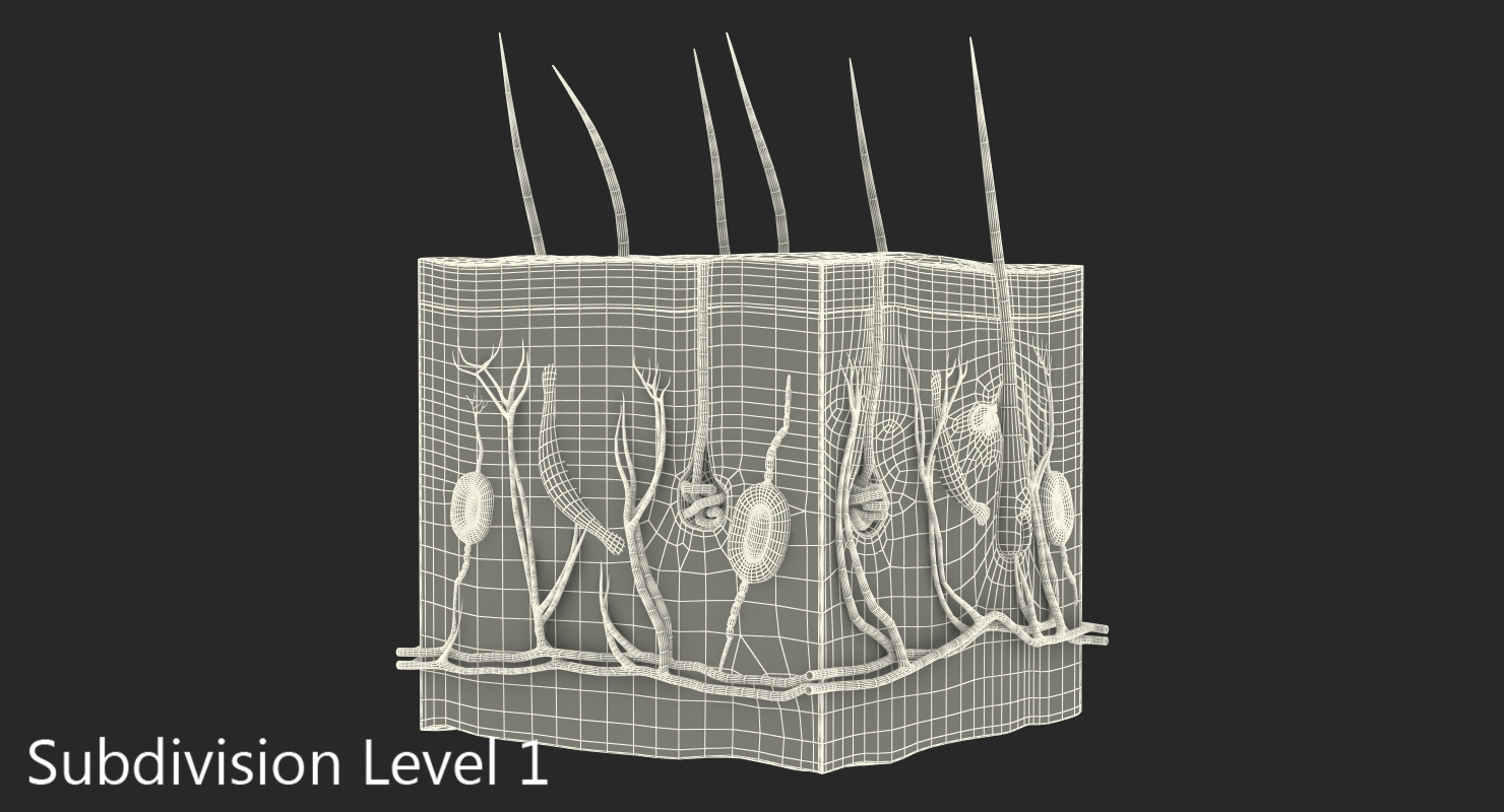 Cross Section of Human Skin 3D