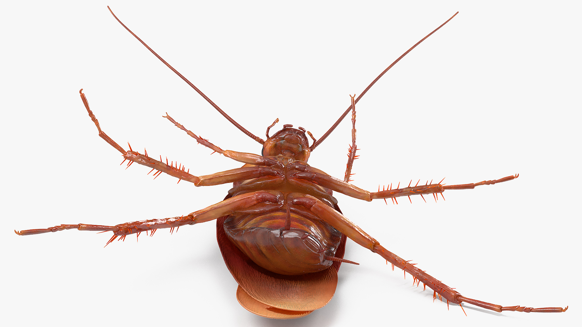 3D Animated Cockroach Upside Down Rigged for Cinema 4D