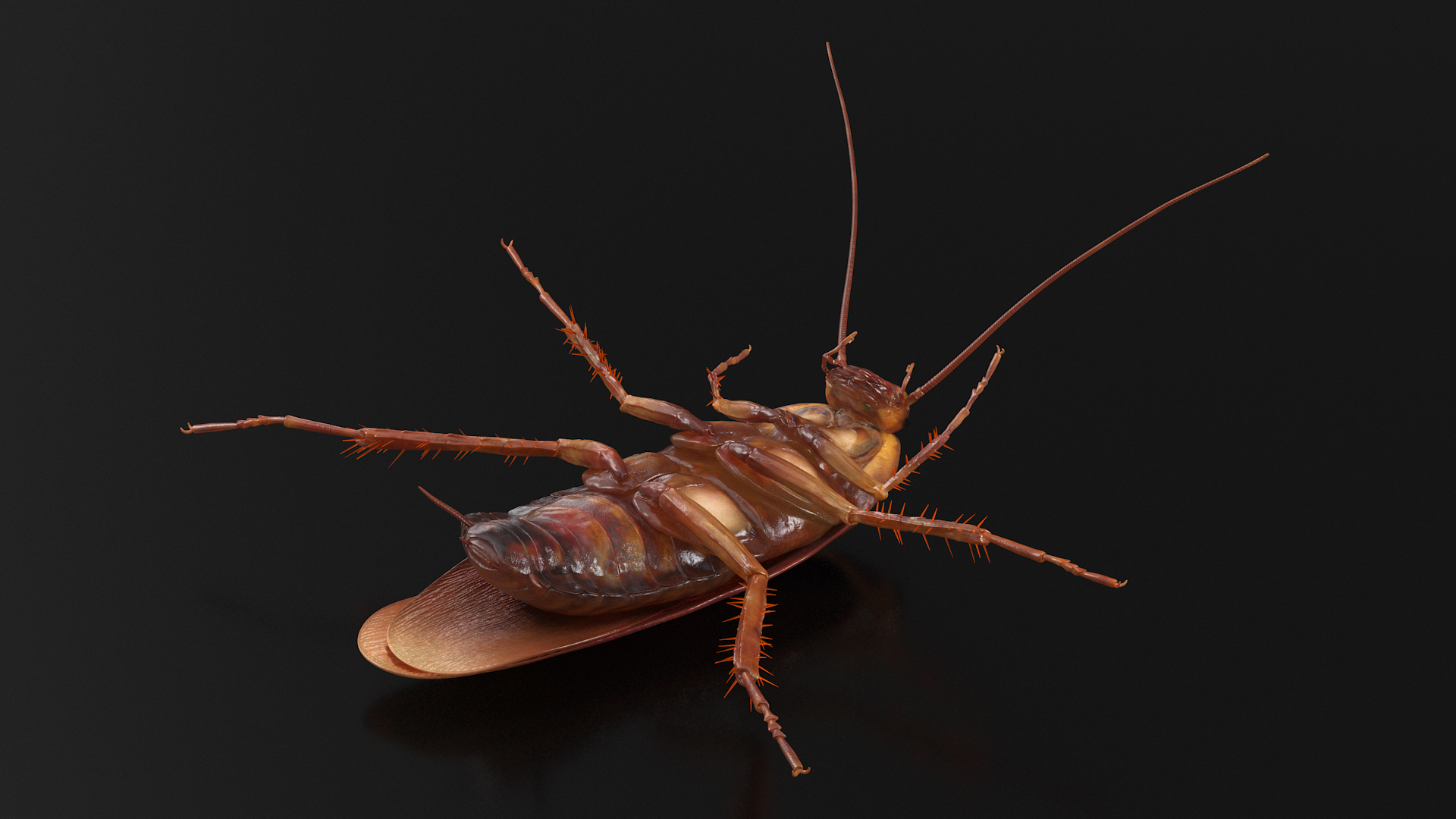 3D Animated Cockroach Upside Down Rigged for Cinema 4D