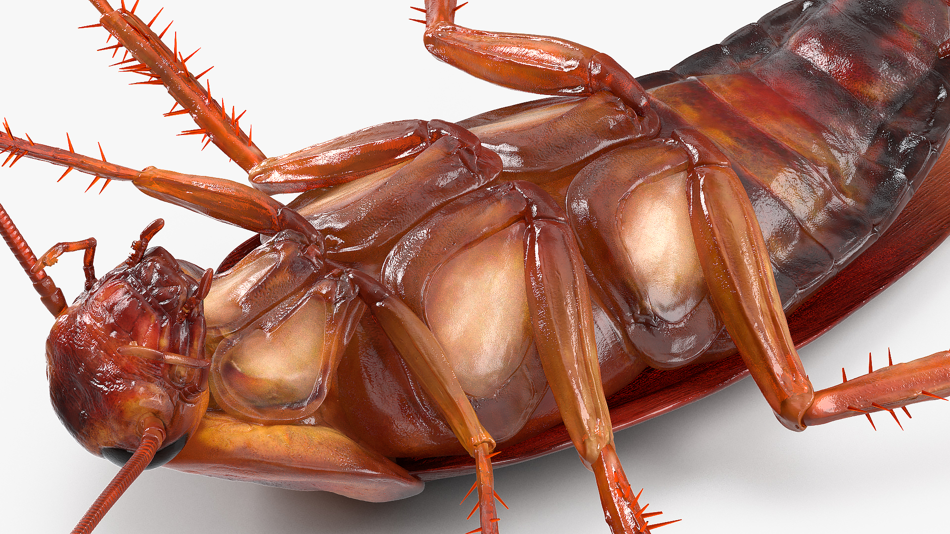 3D Animated Cockroach Upside Down Rigged for Cinema 4D