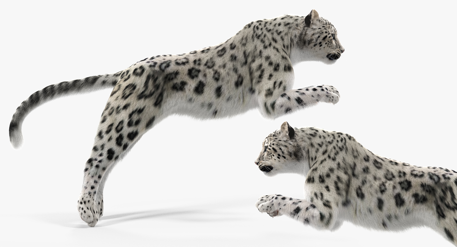 3D Panthera Uncia Jumping Pose with Fur