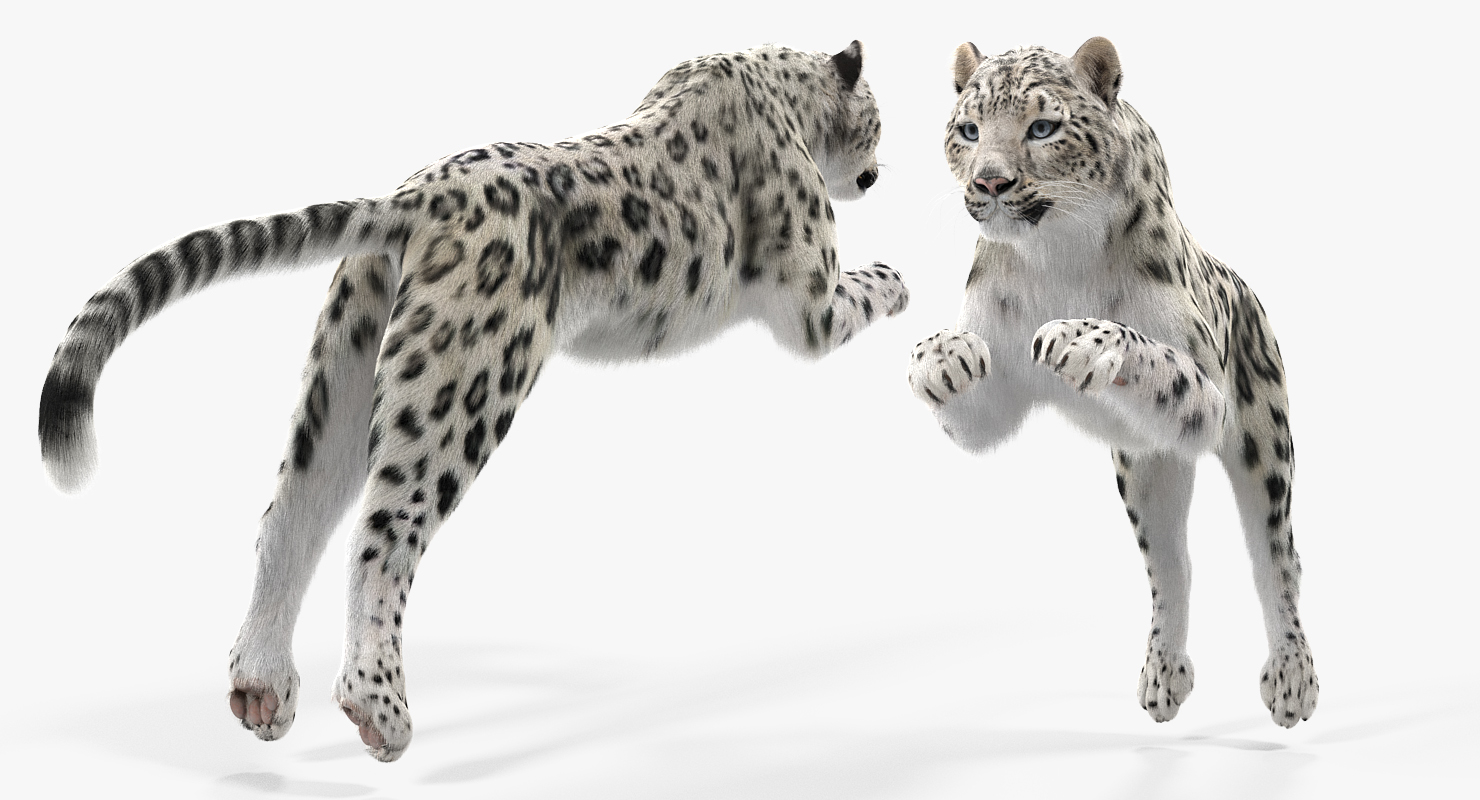 3D Panthera Uncia Jumping Pose with Fur