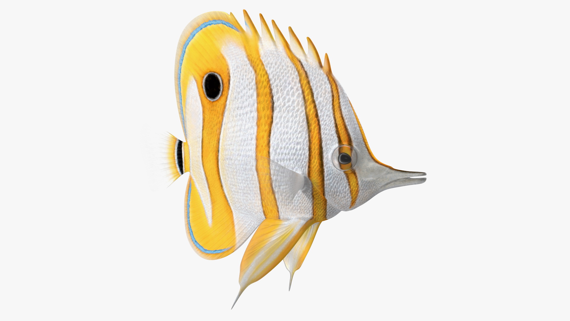 3D Copperband Butterflyfish Rigged