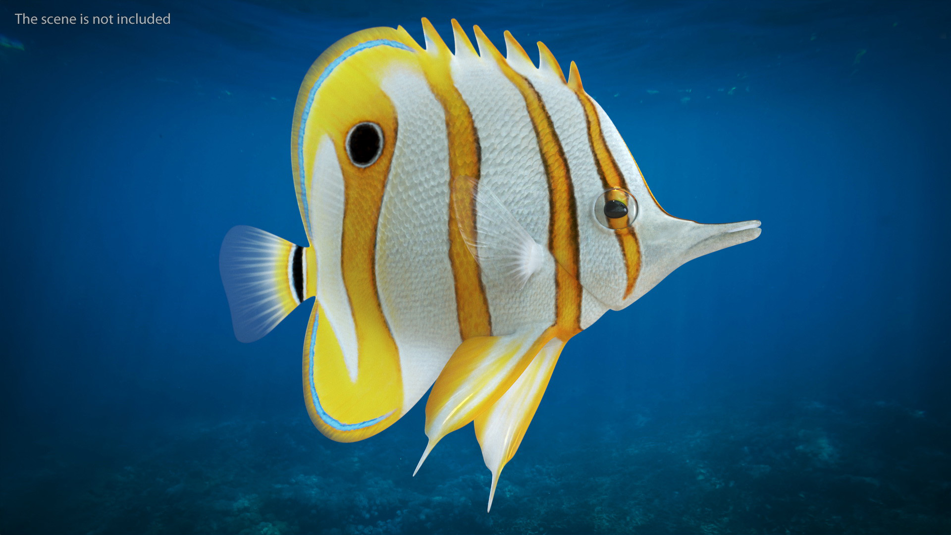 3D Copperband Butterflyfish Rigged