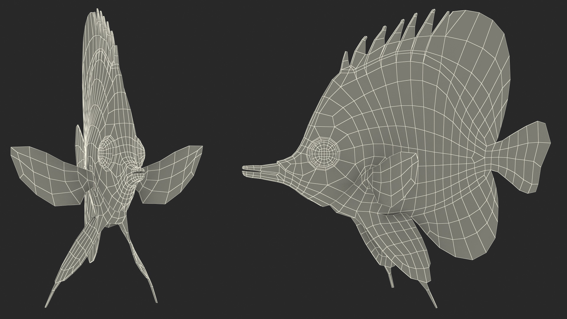3D Copperband Butterflyfish Rigged