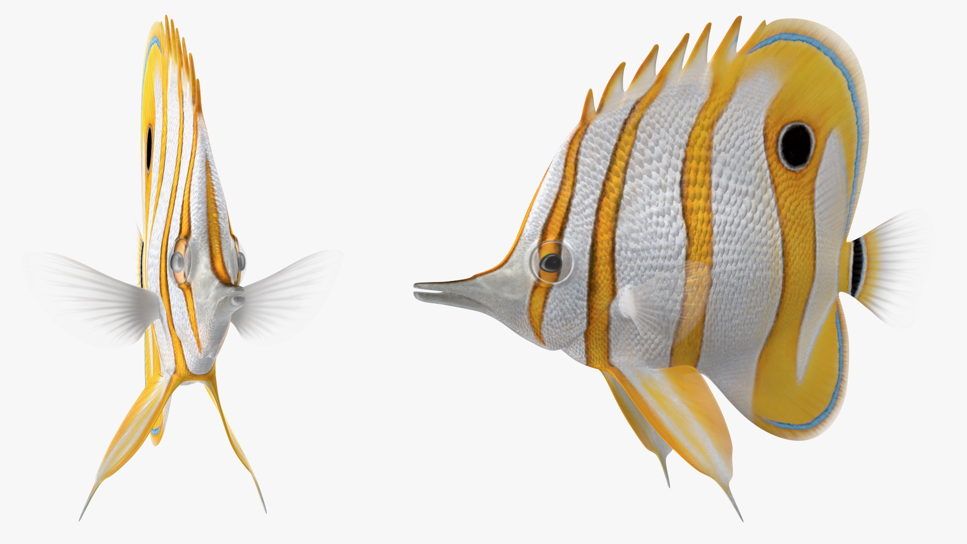 3D Copperband Butterflyfish Rigged