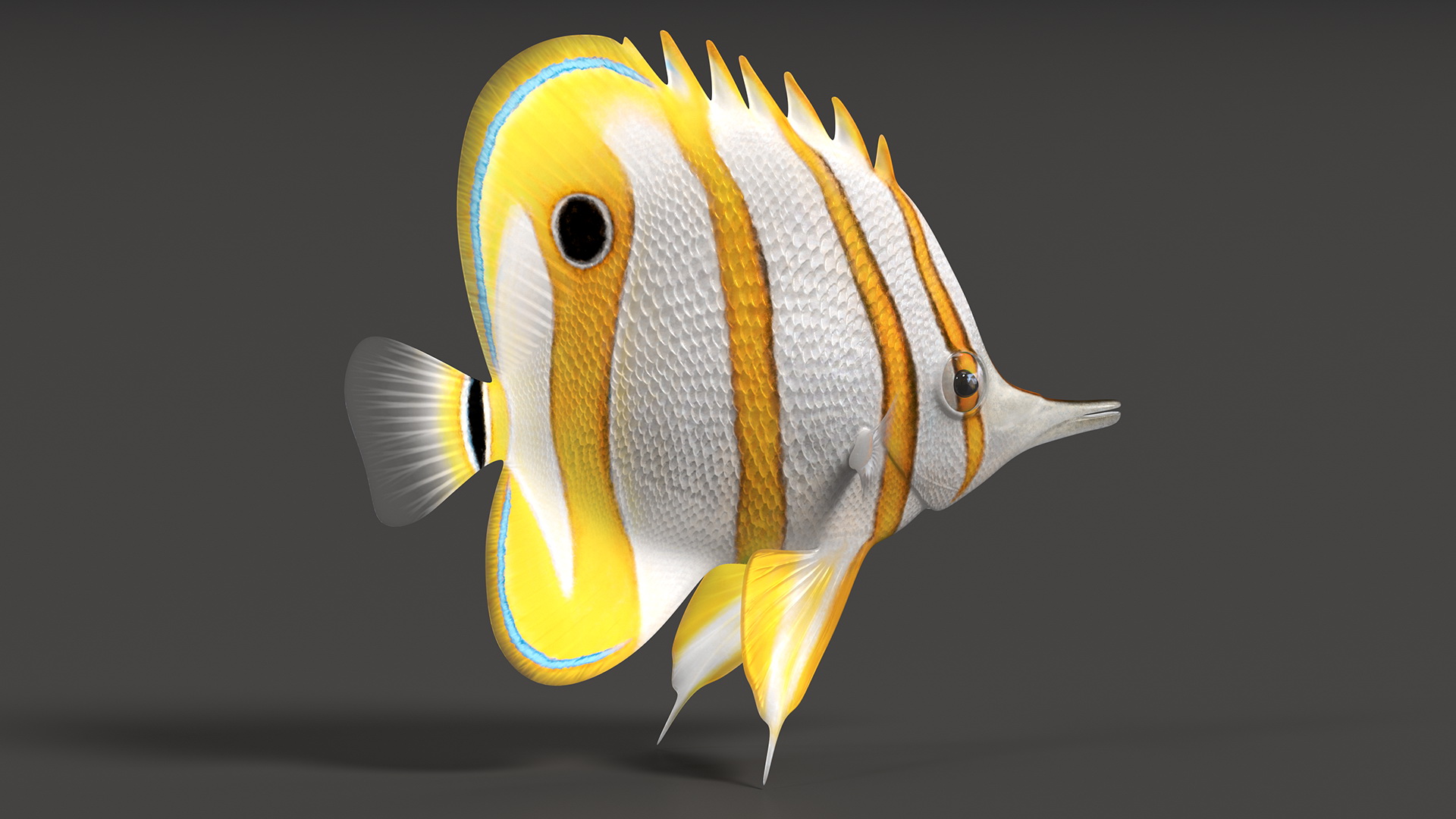 3D Copperband Butterflyfish Rigged