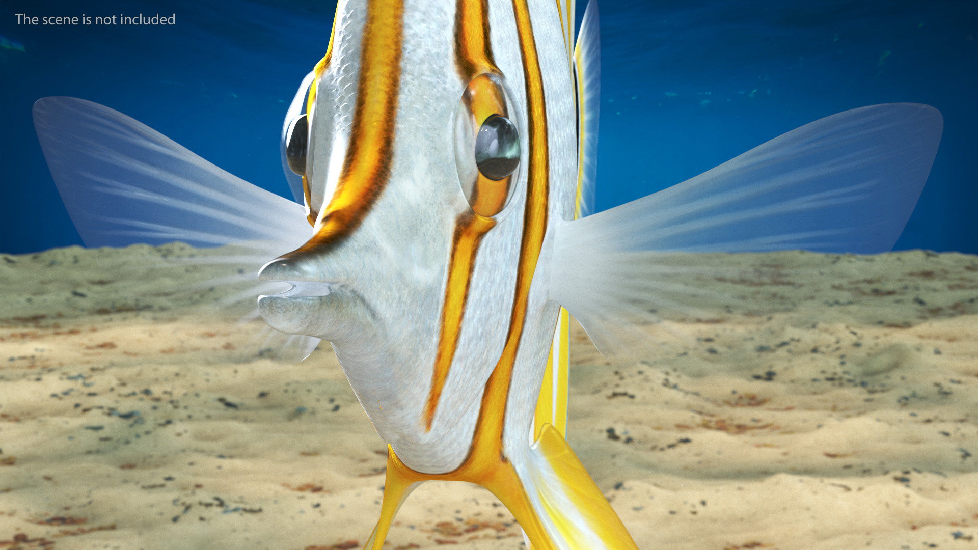 3D Copperband Butterflyfish Rigged