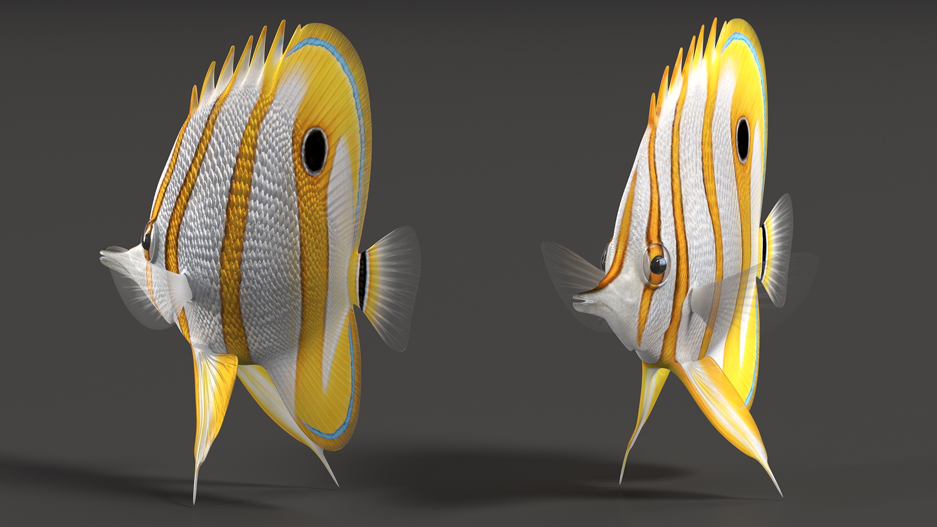 3D Copperband Butterflyfish Rigged