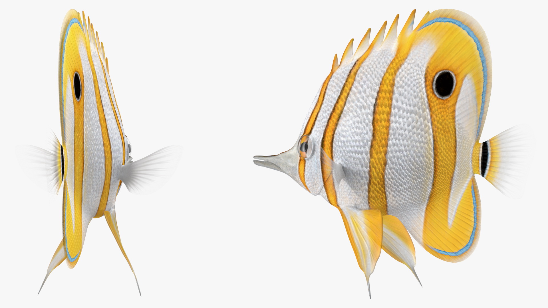 3D Copperband Butterflyfish Rigged