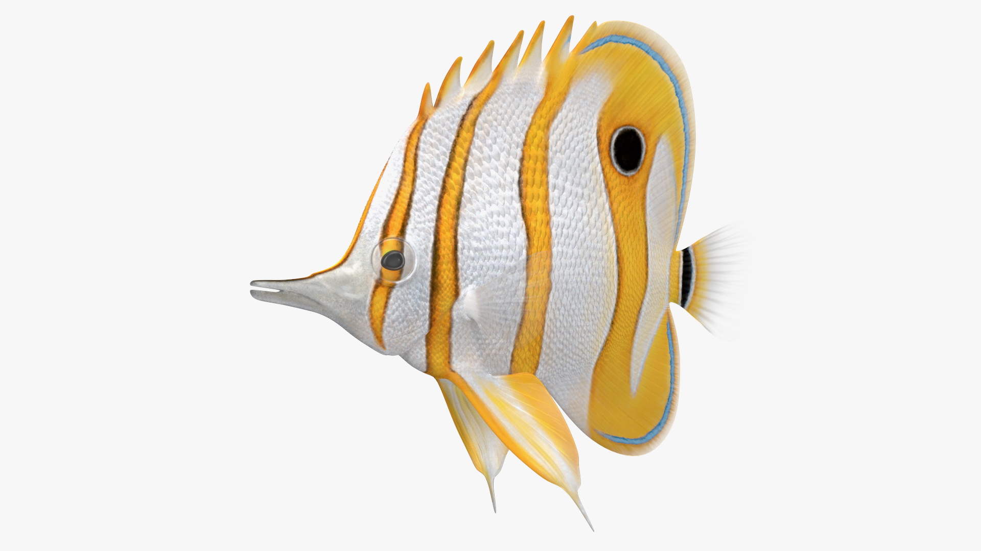 3D Copperband Butterflyfish Rigged