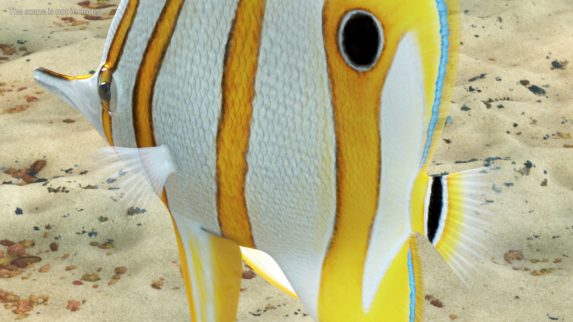 3D Copperband Butterflyfish Rigged