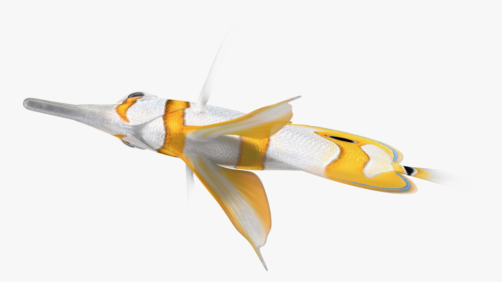 3D Copperband Butterflyfish Rigged