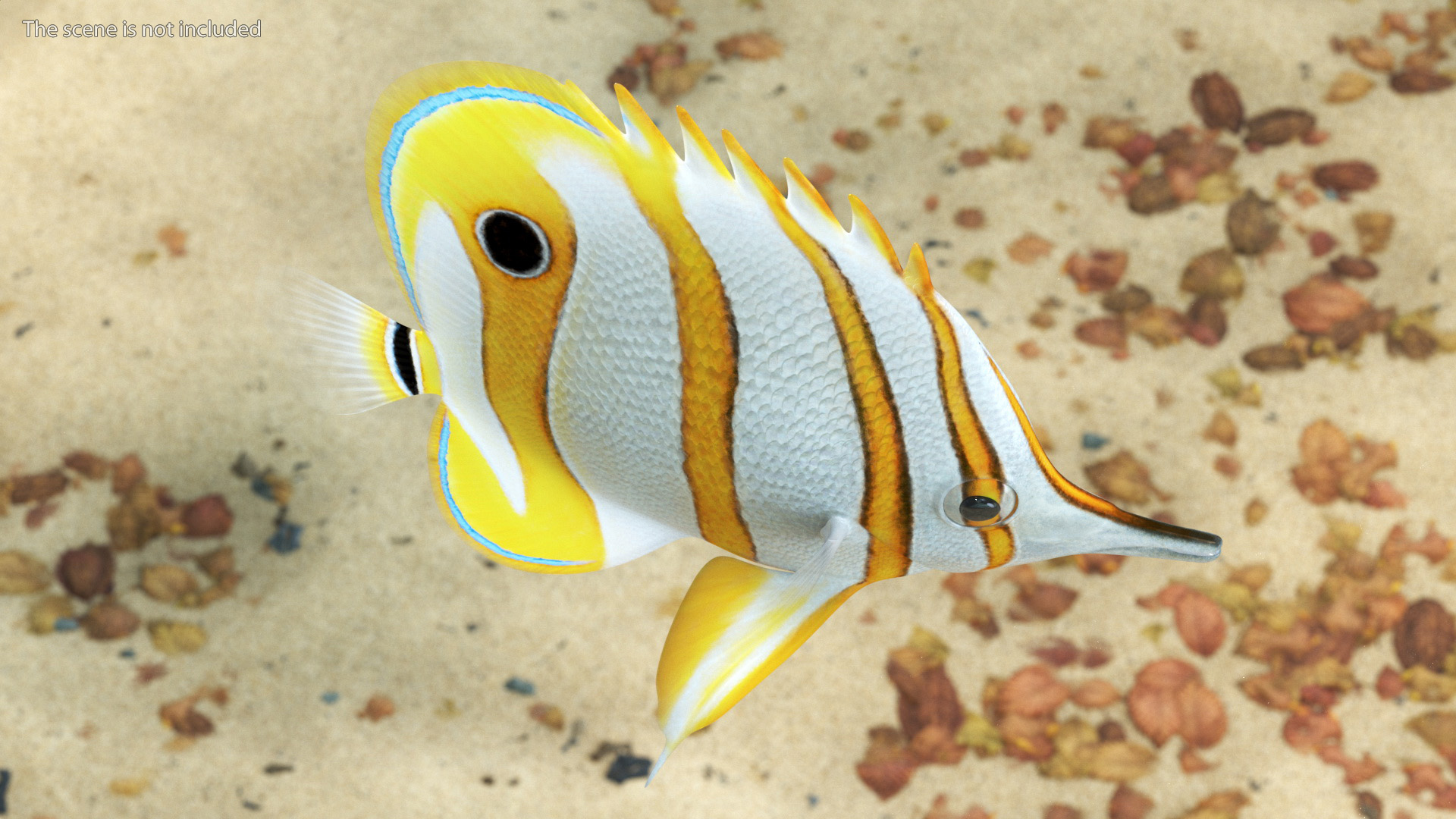 3D Copperband Butterflyfish Rigged