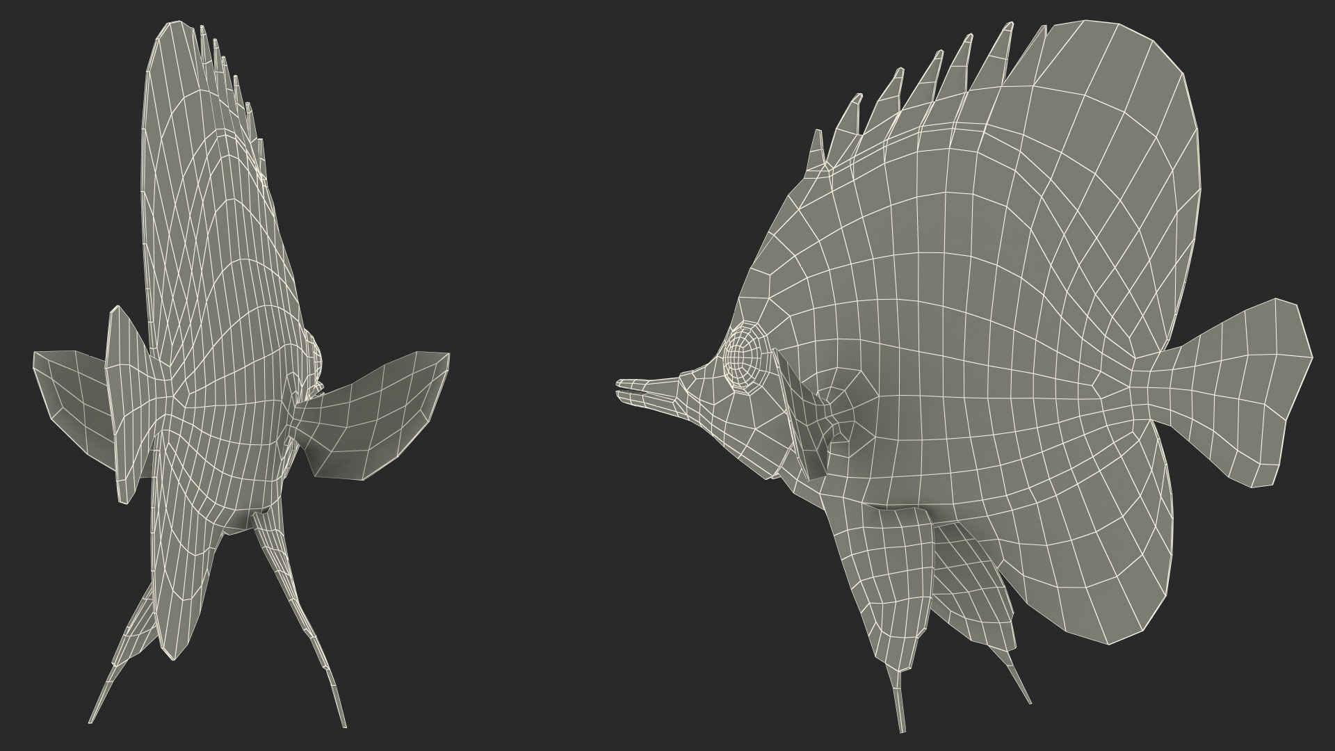3D Copperband Butterflyfish Rigged