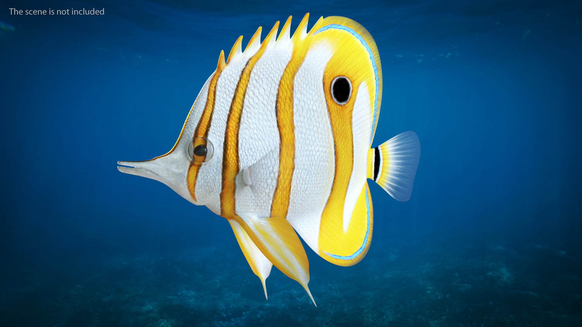 3D Copperband Butterflyfish Rigged