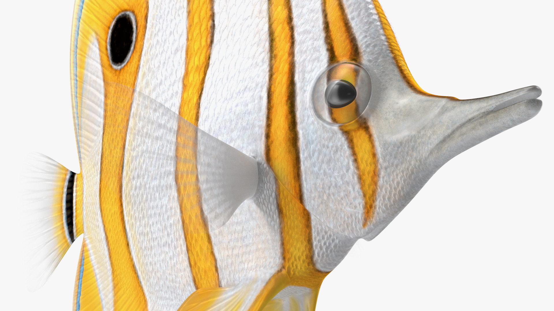 3D Copperband Butterflyfish Rigged
