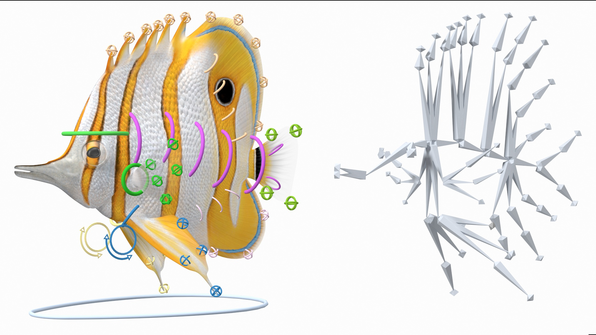 3D Copperband Butterflyfish Rigged