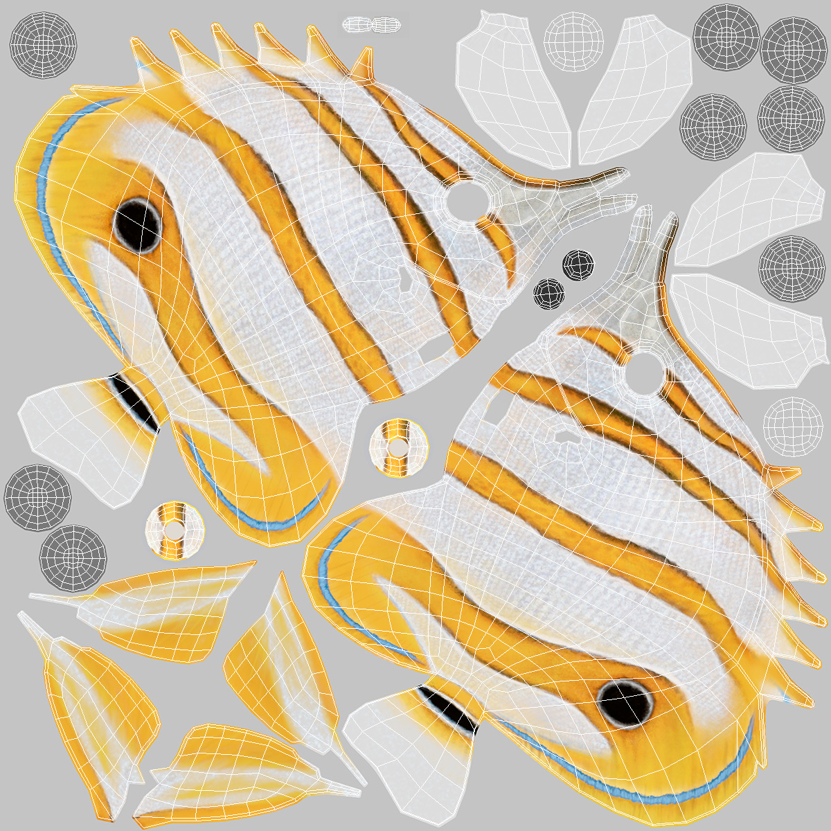 3D Copperband Butterflyfish Rigged