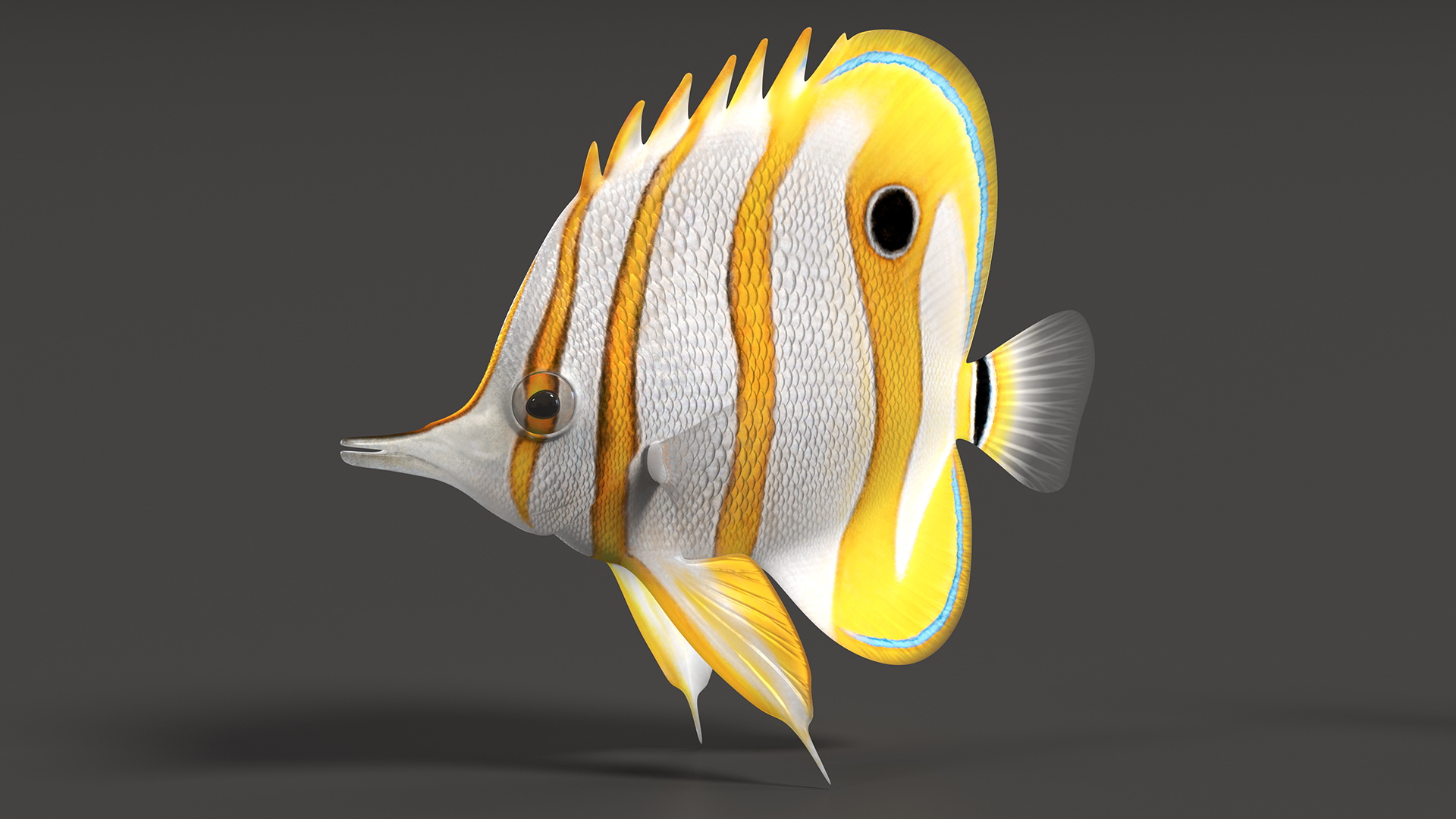 3D Copperband Butterflyfish Rigged