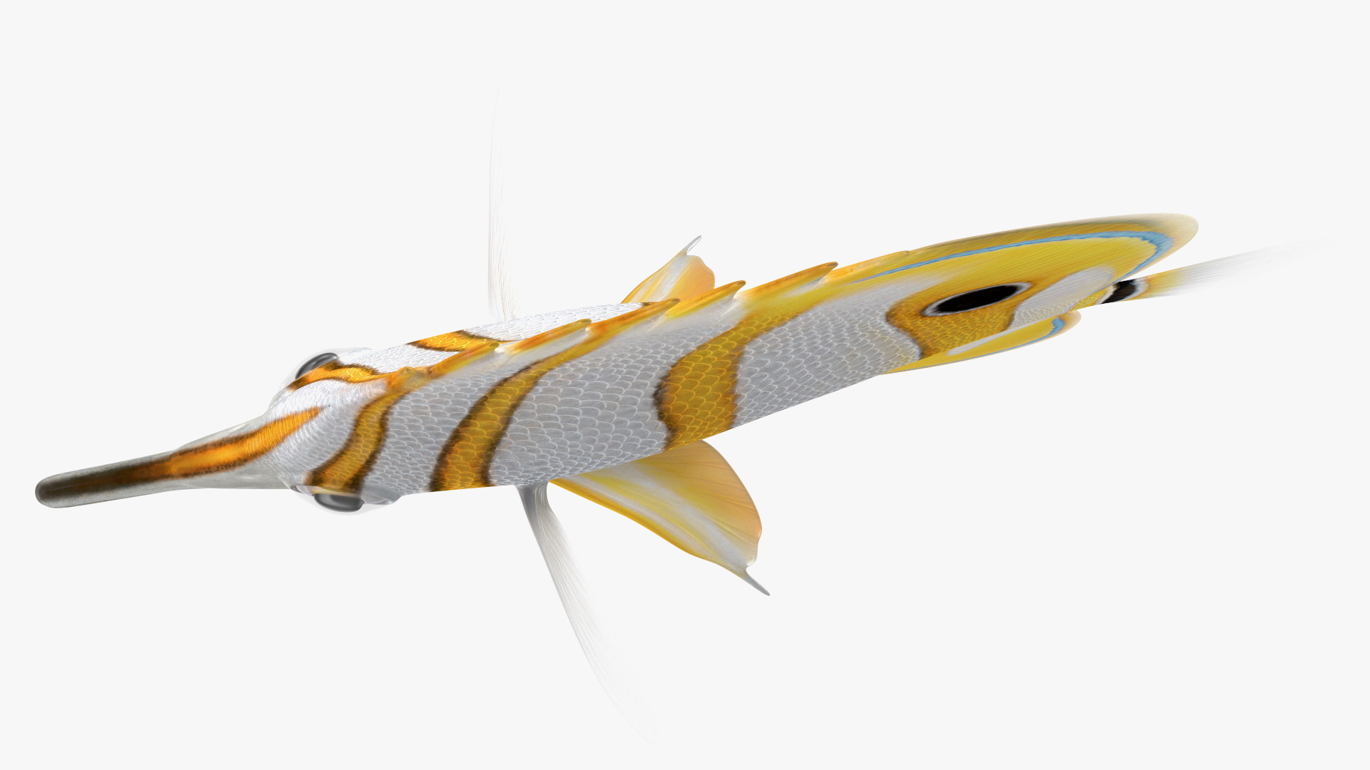 3D Copperband Butterflyfish Rigged