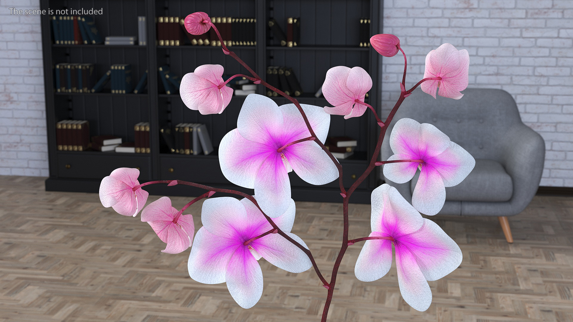 Pink Orchid Small budded 3D model
