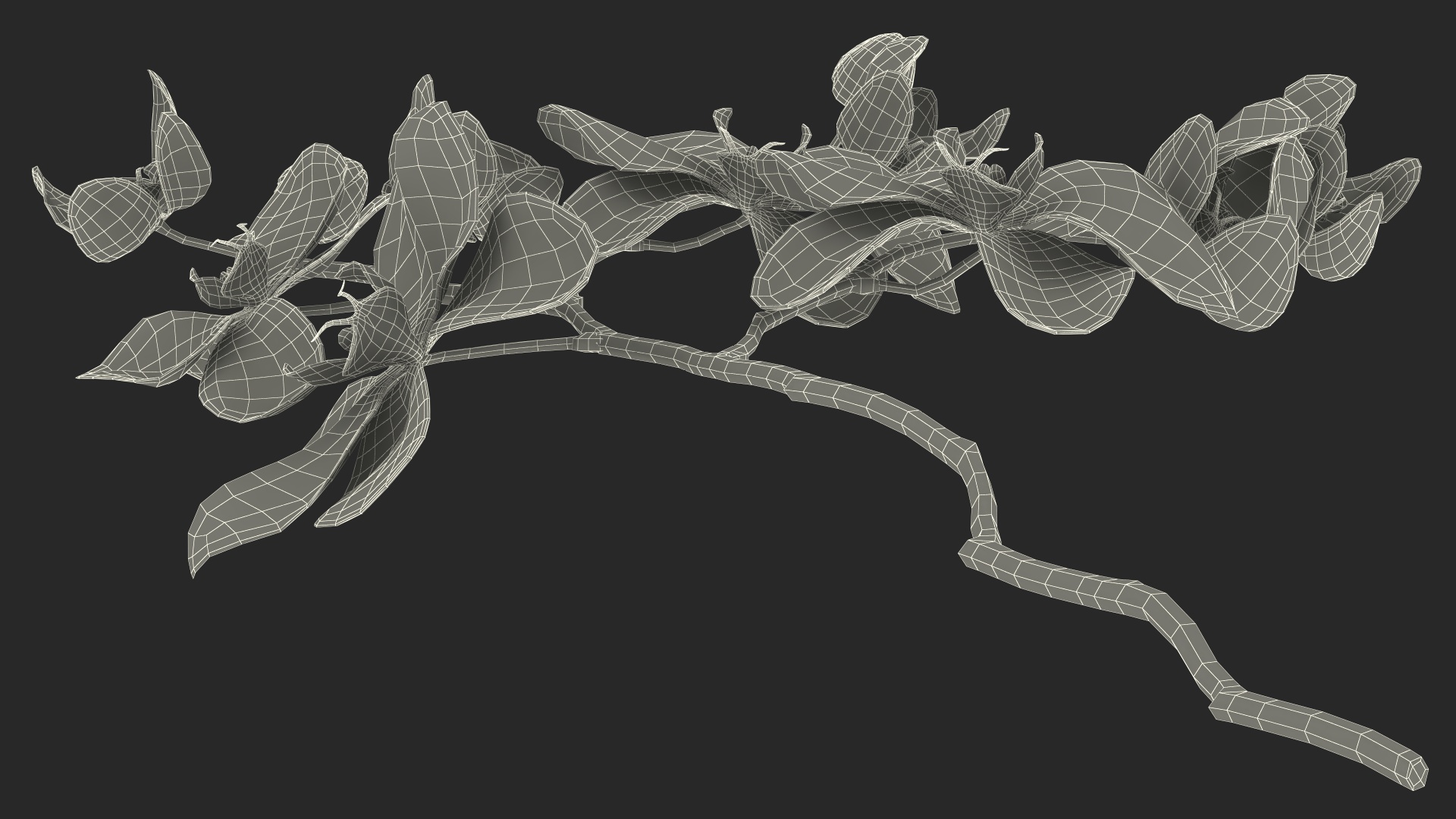 Pink Orchid Small budded 3D model