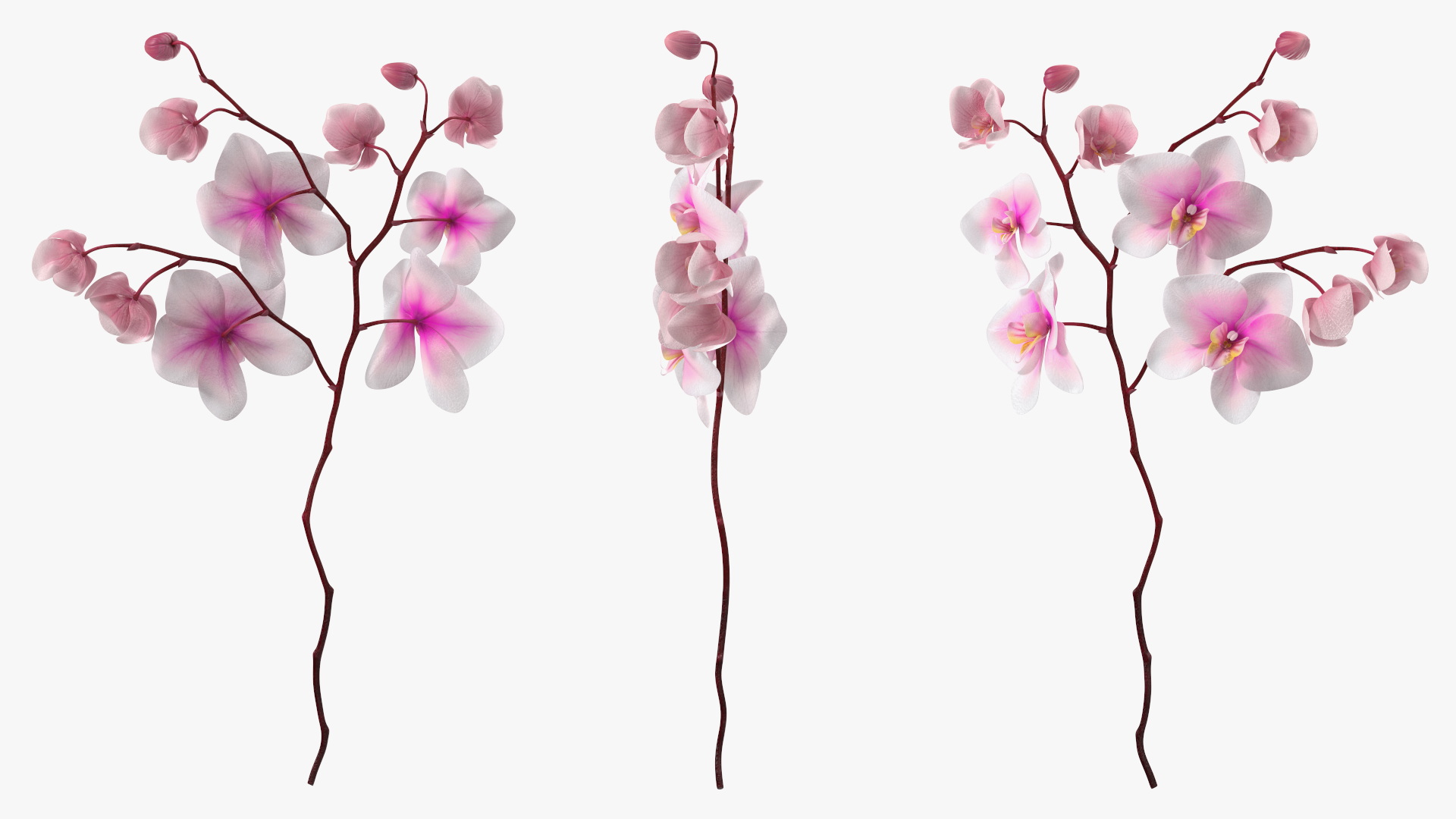 Pink Orchid Small budded 3D model