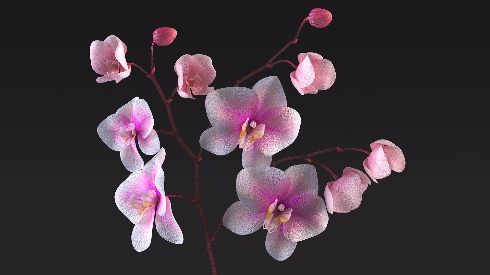 Pink Orchid Small budded 3D model