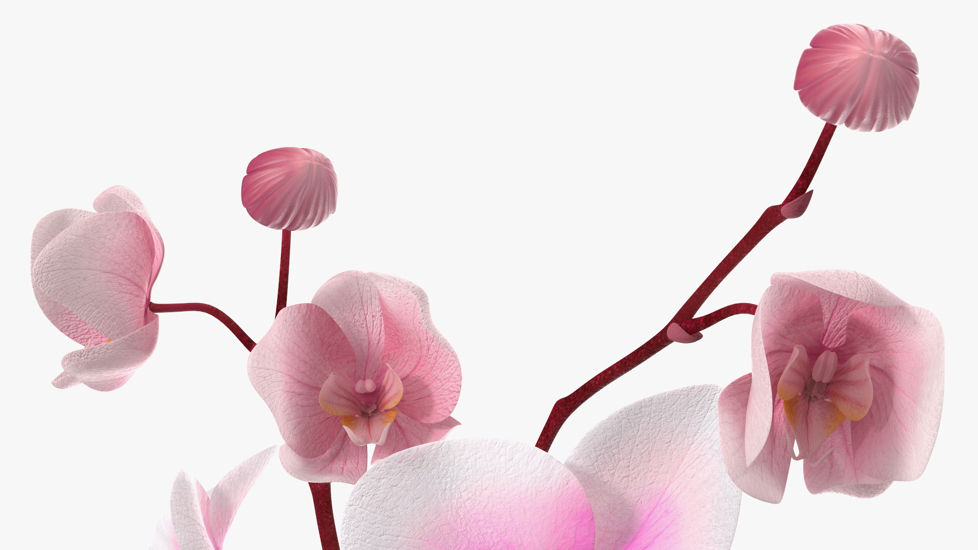 Pink Orchid Small budded 3D model