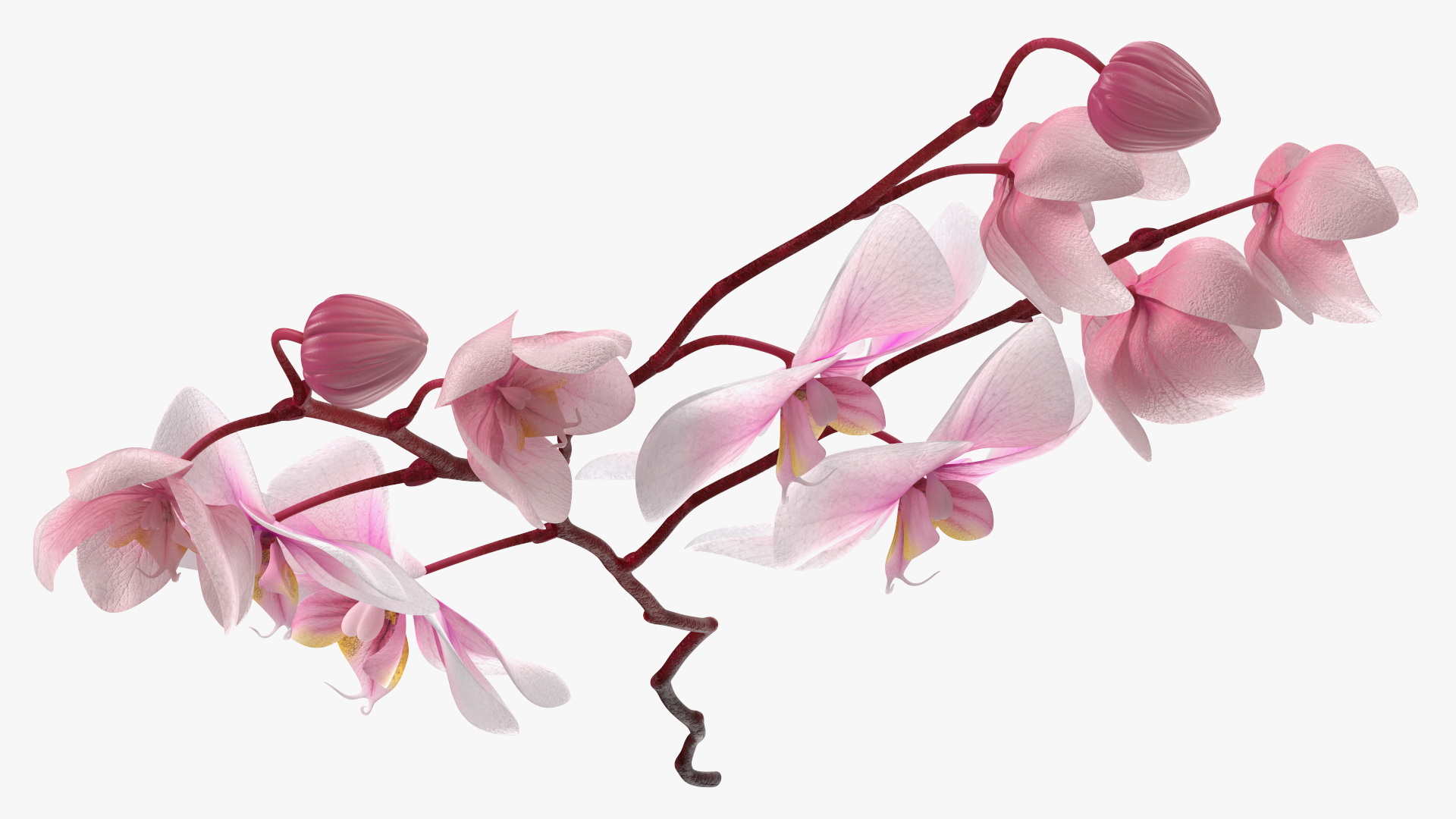 Pink Orchid Small budded 3D model