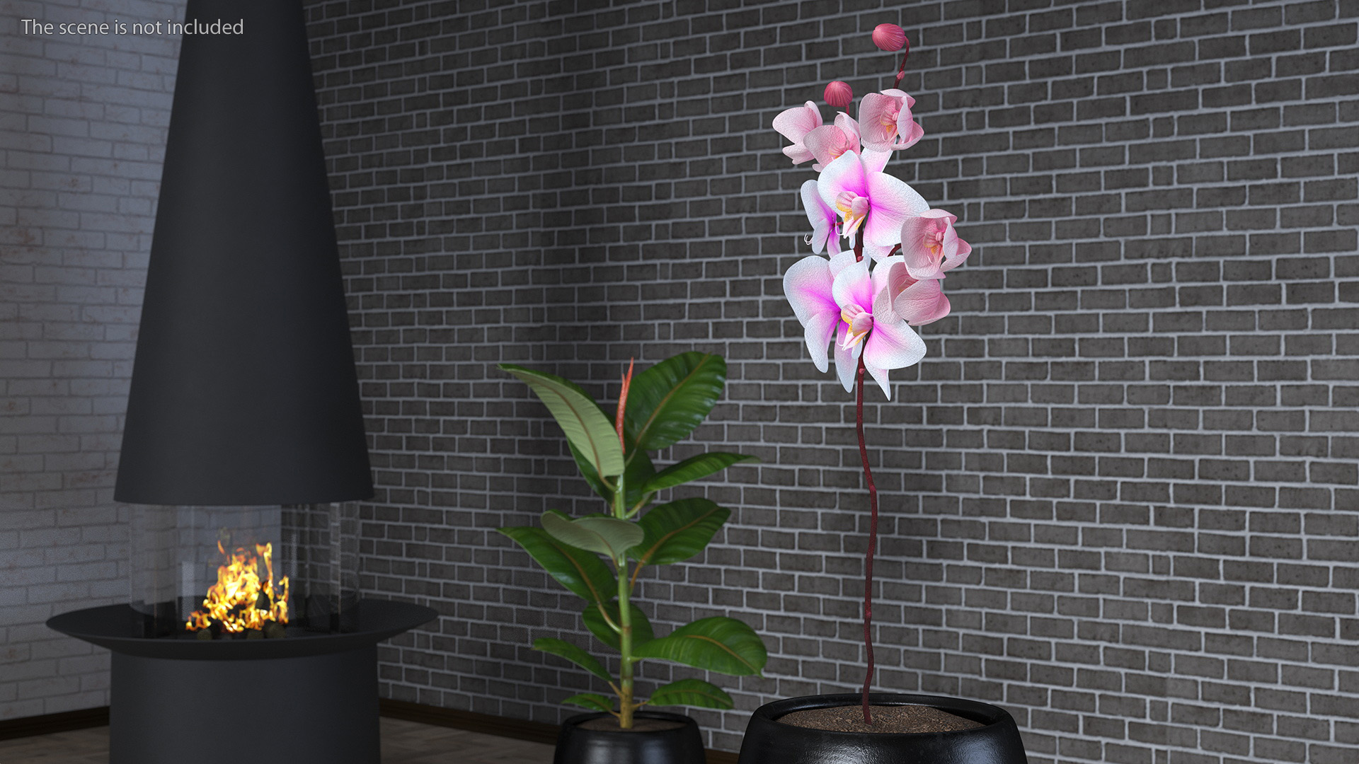 Pink Orchid Small budded 3D model