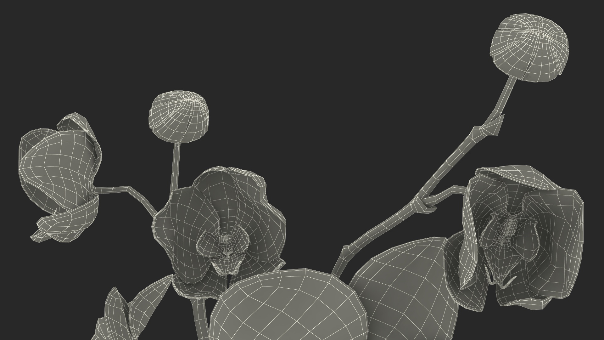 Pink Orchid Small budded 3D model