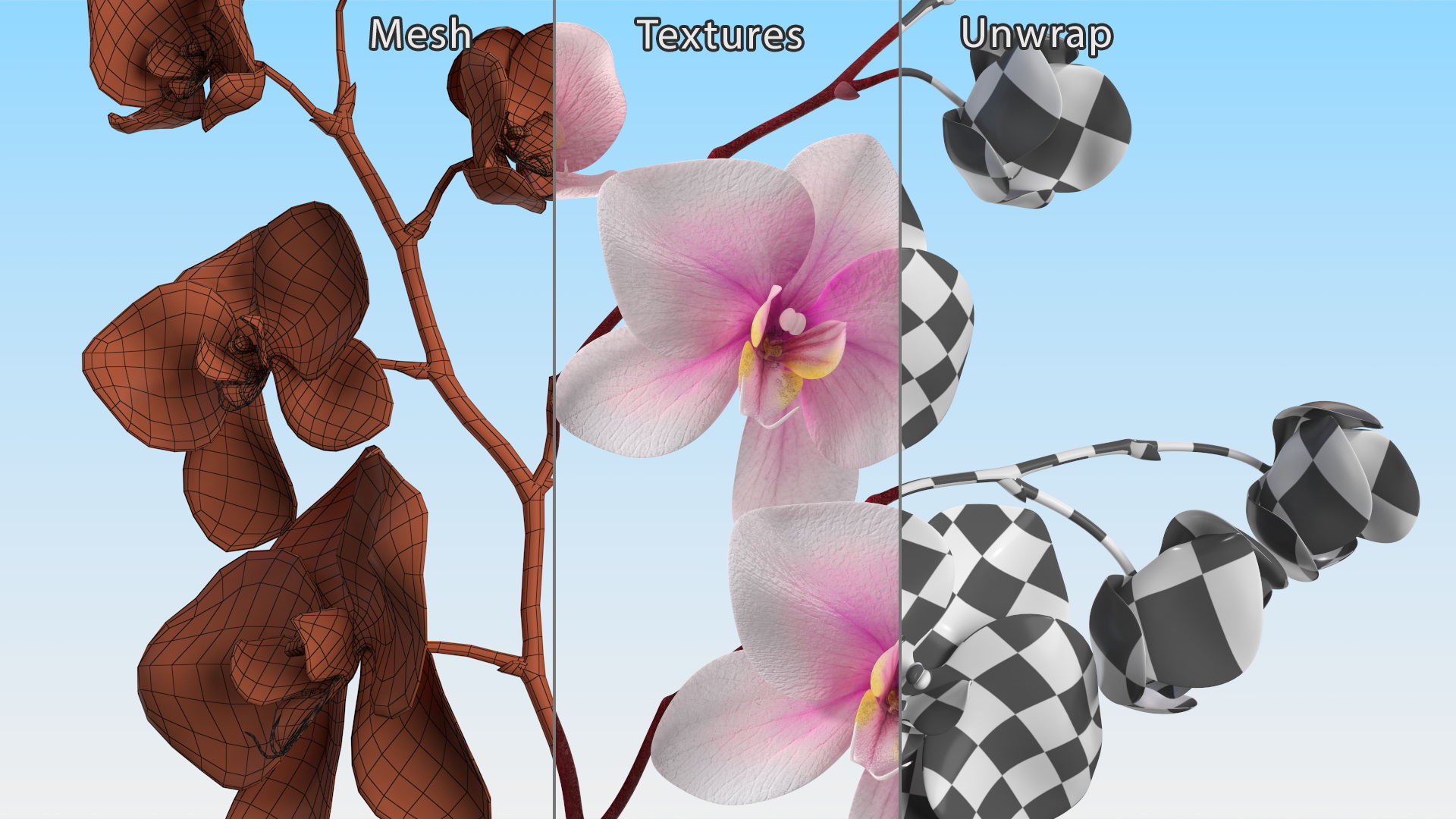 Pink Orchid Small budded 3D model