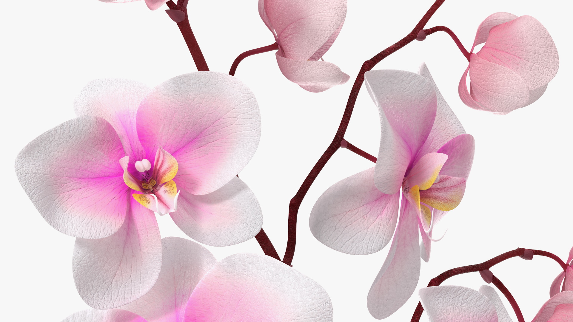 Pink Orchid Small budded 3D model