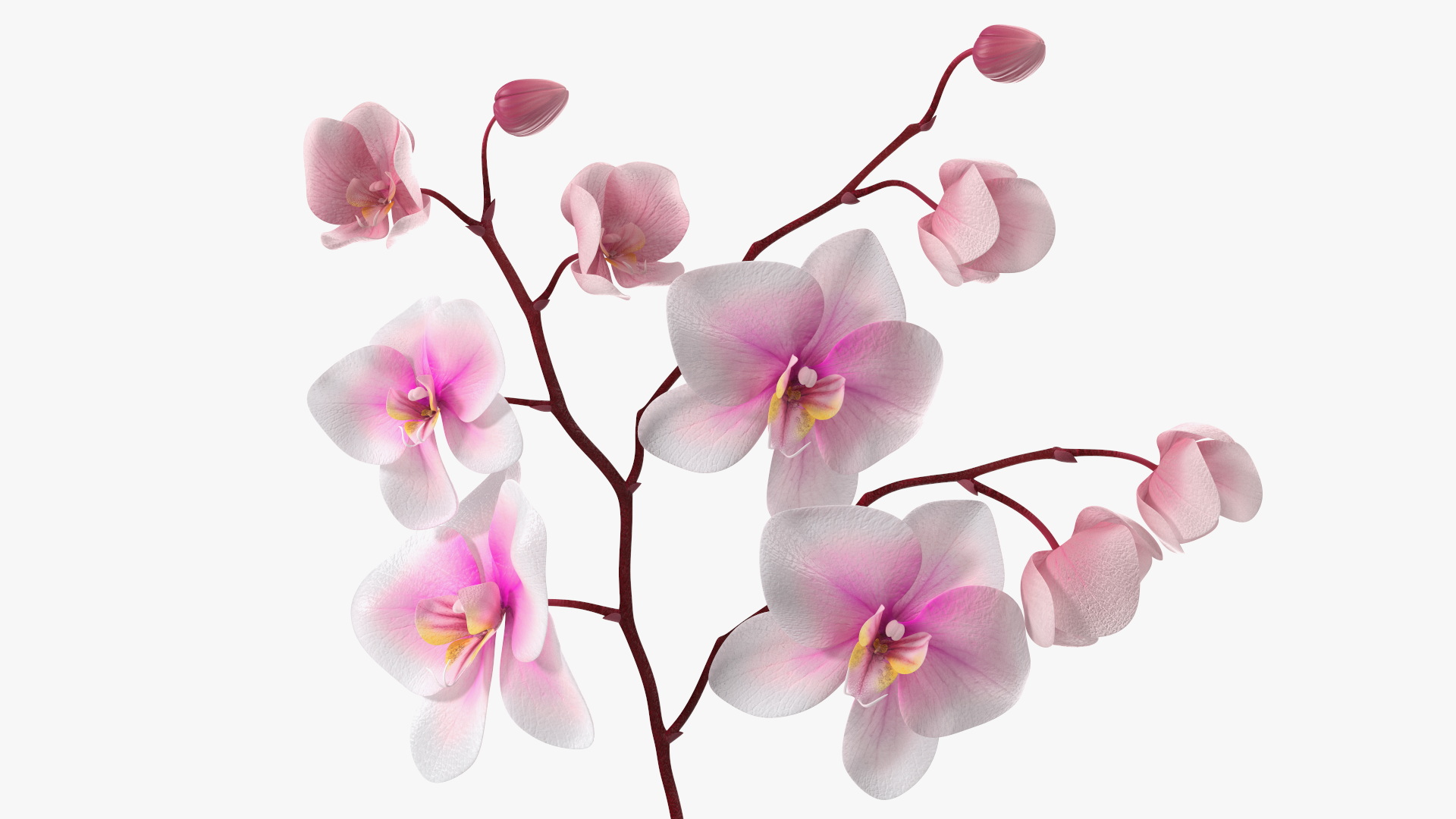 Pink Orchid Small budded 3D model