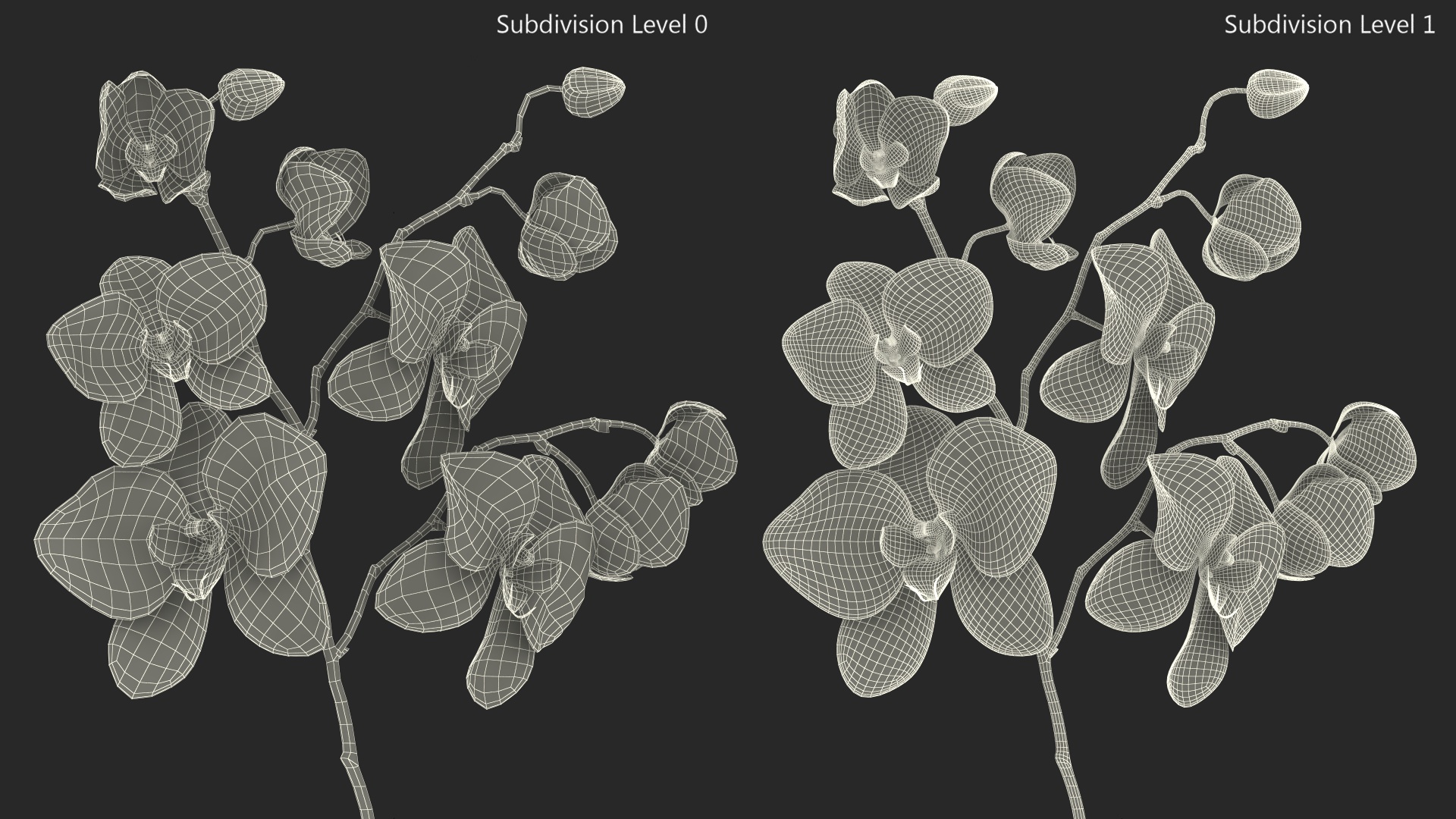 Pink Orchid Small budded 3D model