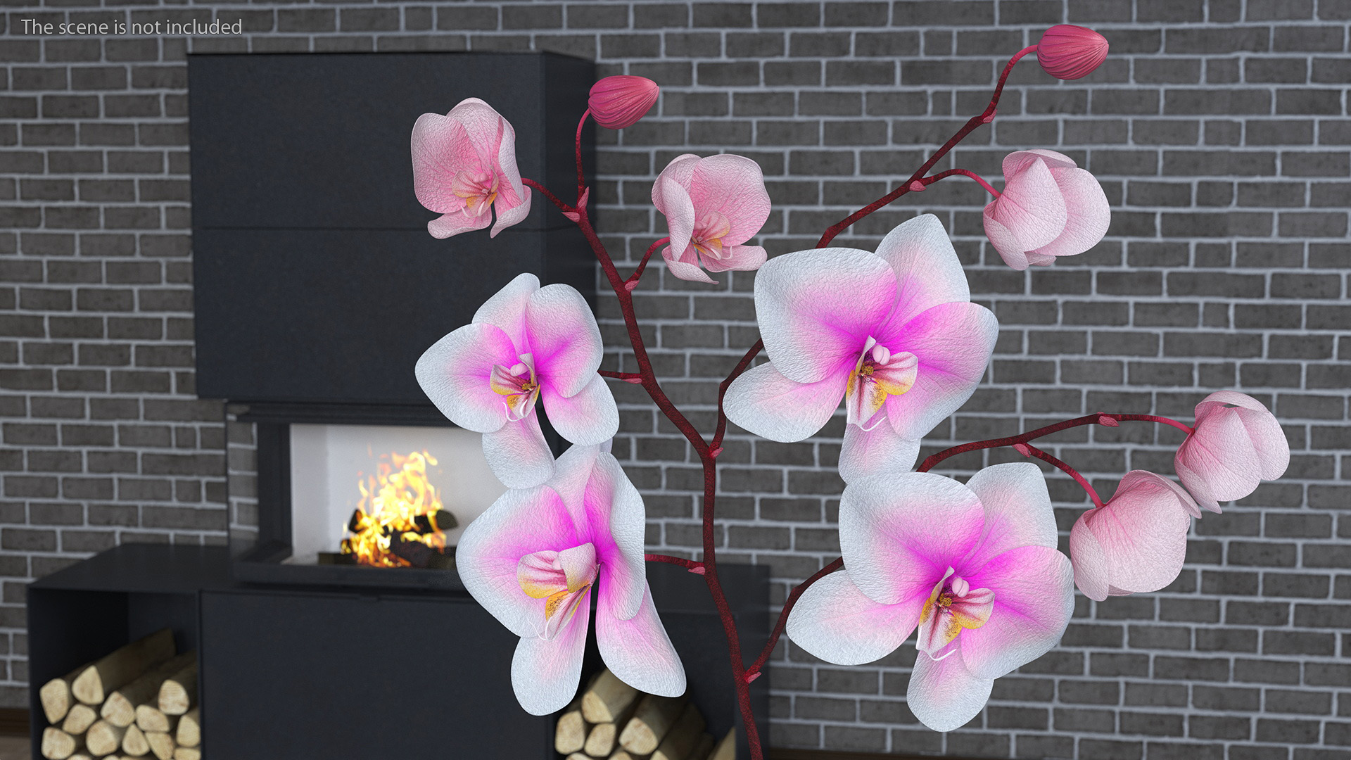 Pink Orchid Small budded 3D model