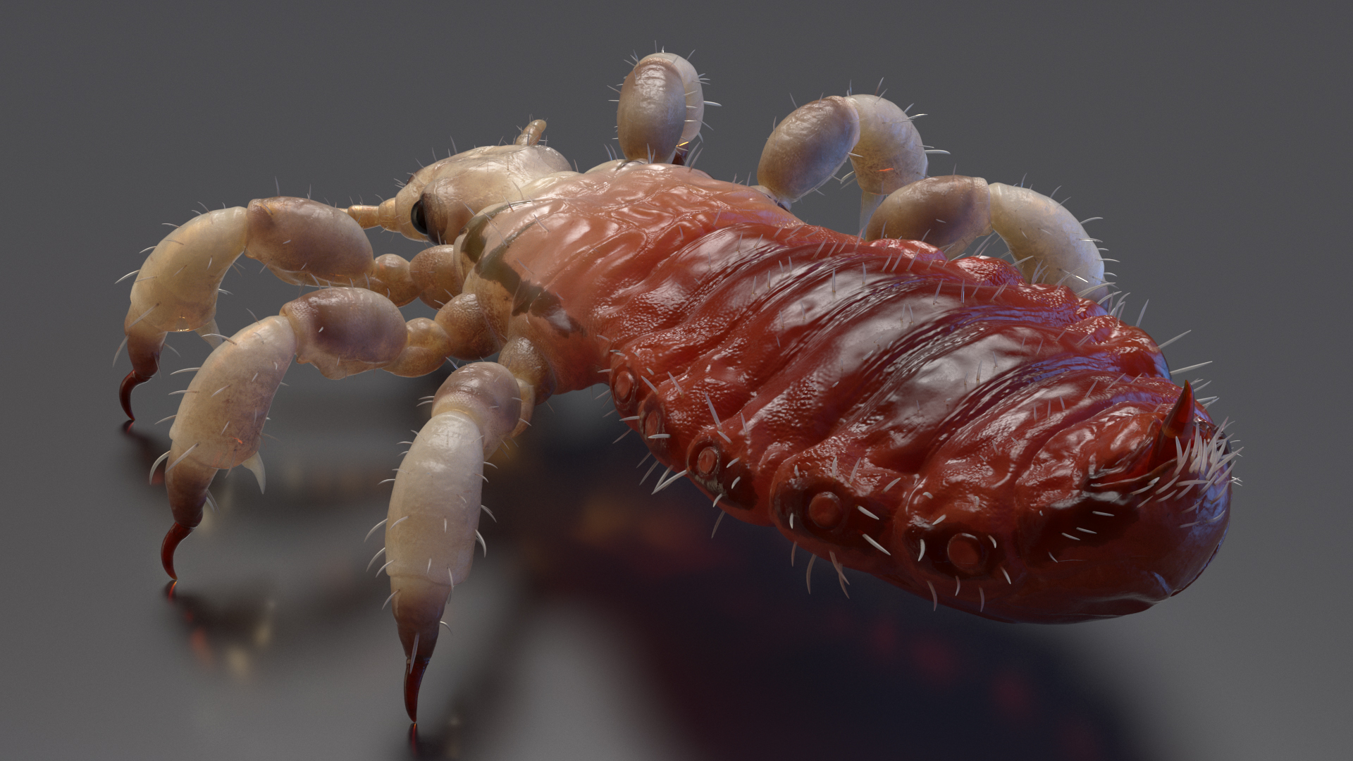 Parasitic Insect Louse with Blood SSS Rigged 3D model