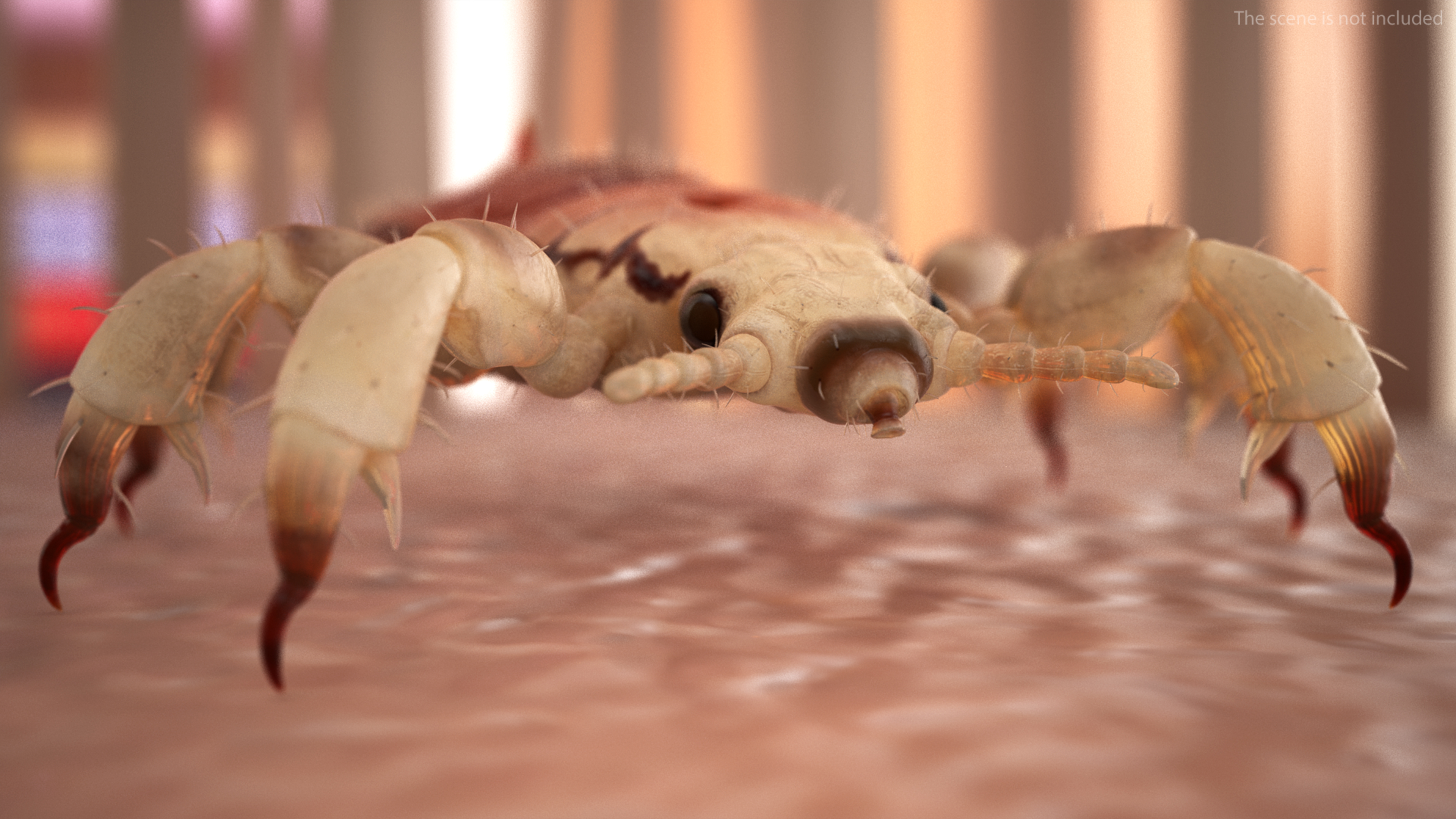 Parasitic Insect Louse with Blood SSS Rigged 3D model
