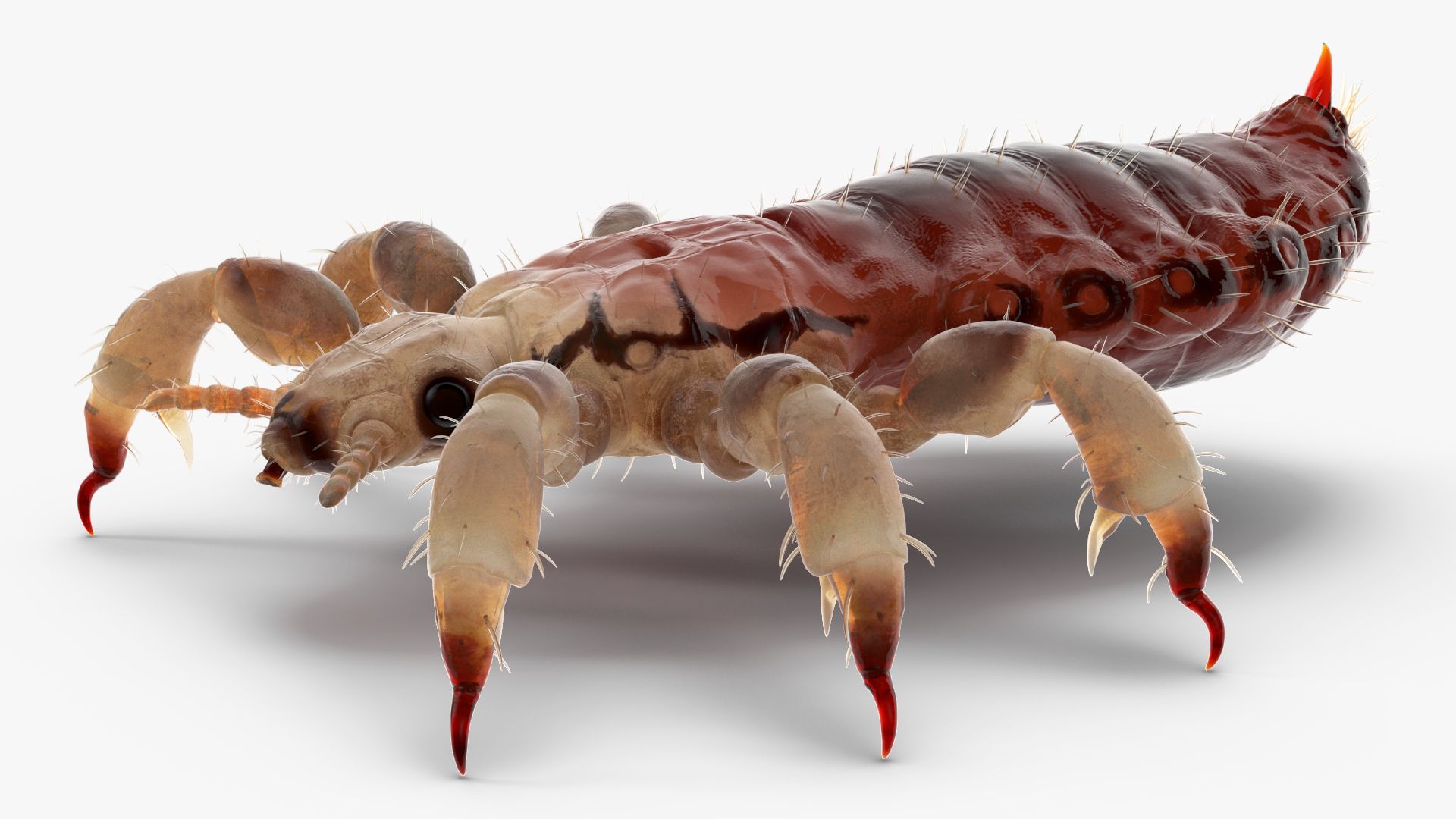 Parasitic Insect Louse with Blood SSS Rigged 3D model