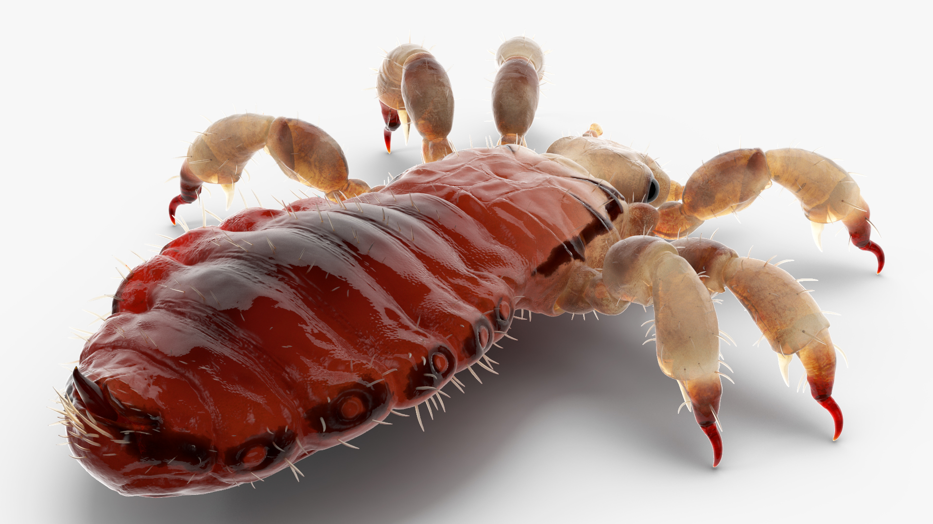 Parasitic Insect Louse with Blood SSS Rigged 3D model